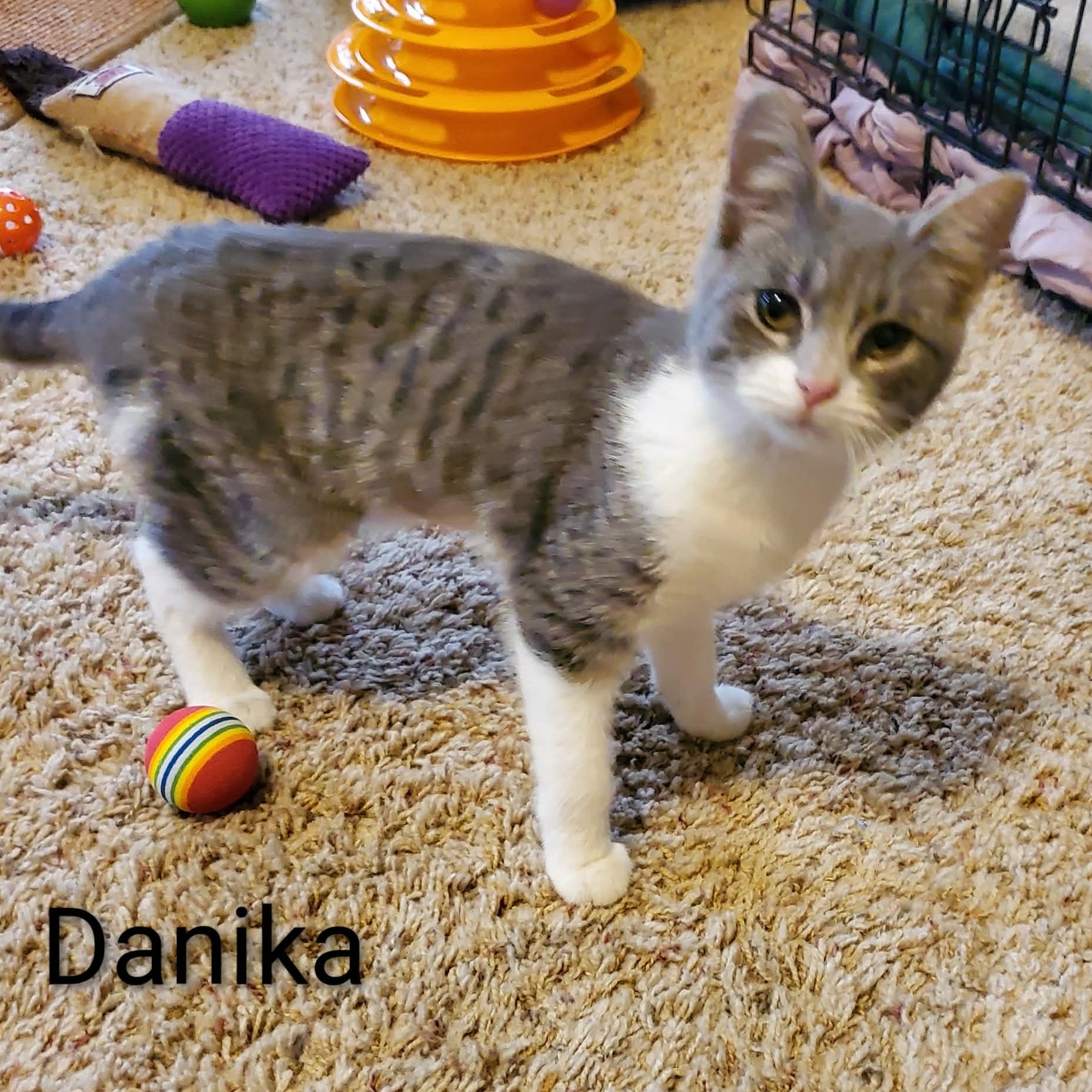 Danika, adopted, Kitten Female Domestic Short Hair.