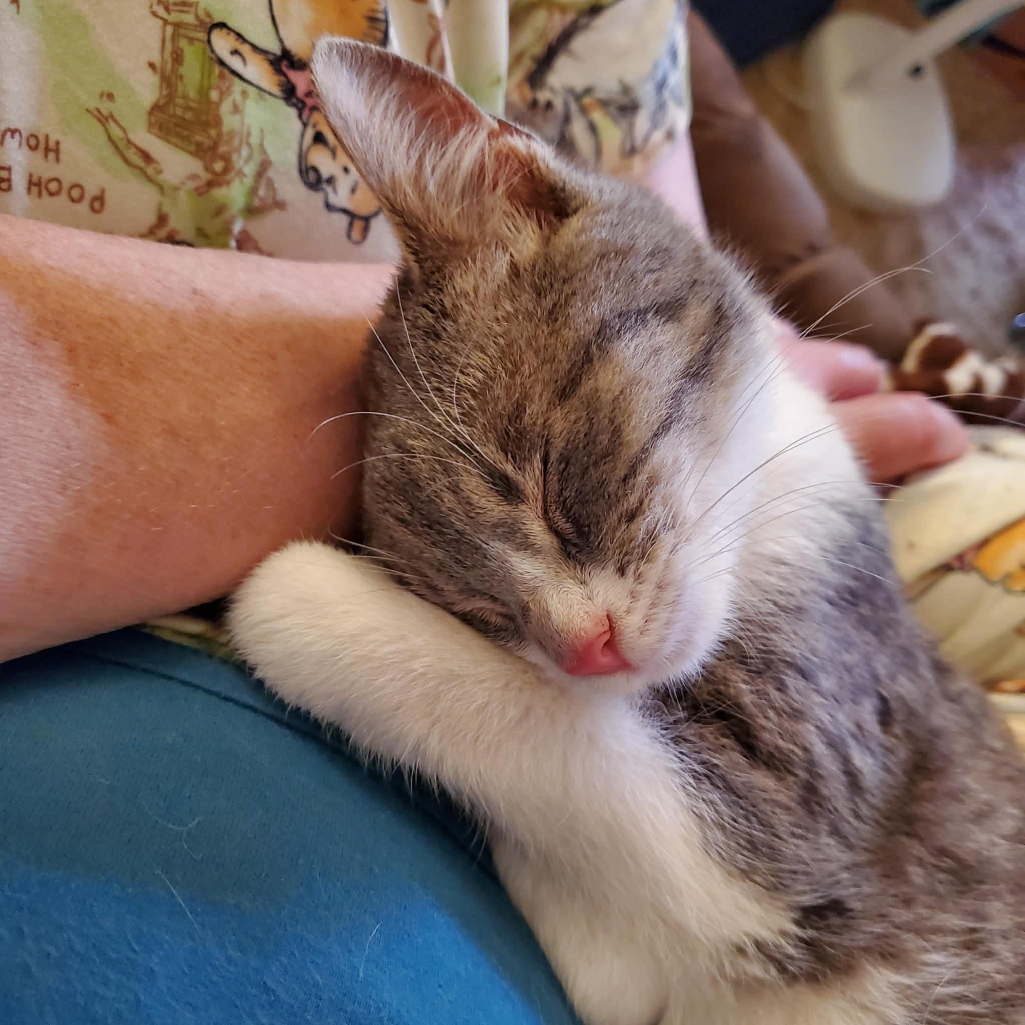 Enlarge Danika, an adopted Domestic Short Hair in Sedalia, MO image 4/4