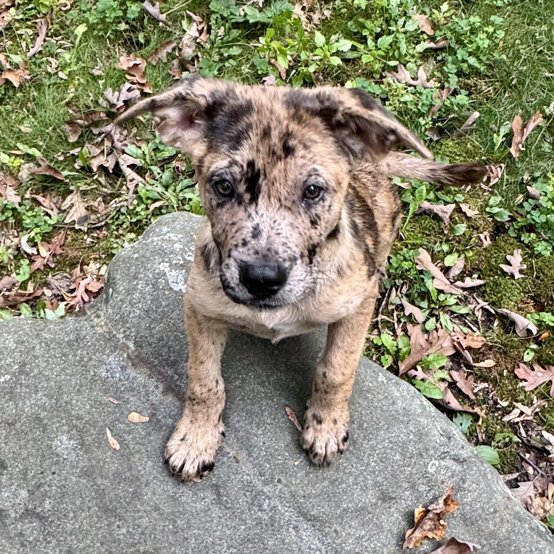 Enlarge Henna, a Adoptable mixed breed in Prior Lake, MN image 5/6