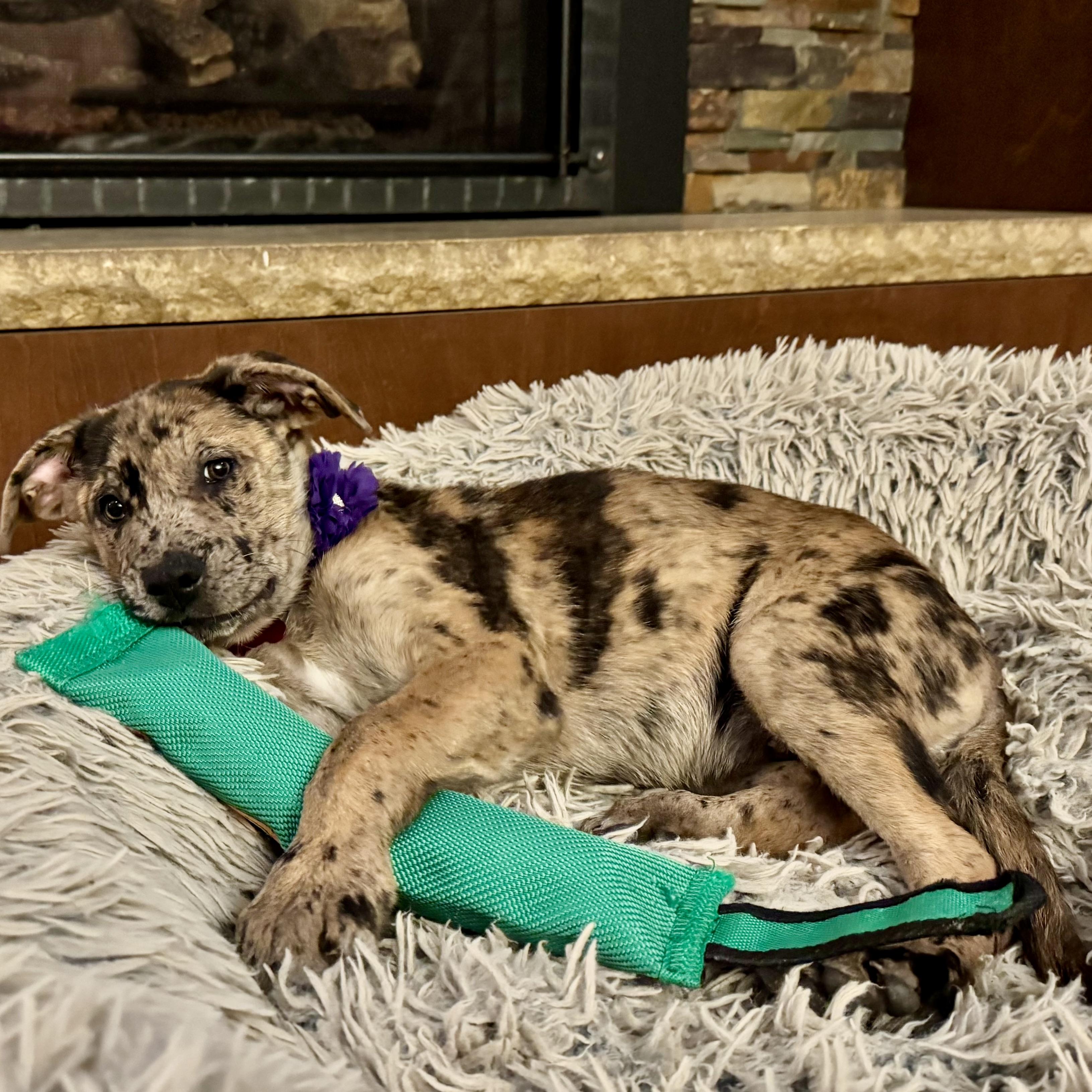 Enlarge Henna, a Adoptable mixed breed in Prior Lake, MN image 3/6
