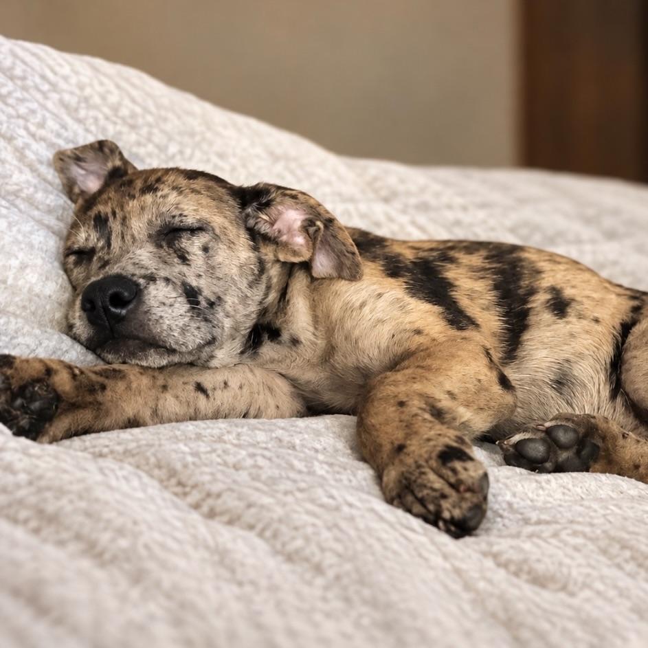 Enlarge Henna, a Adoptable mixed breed in Prior Lake, MN image 6/6
