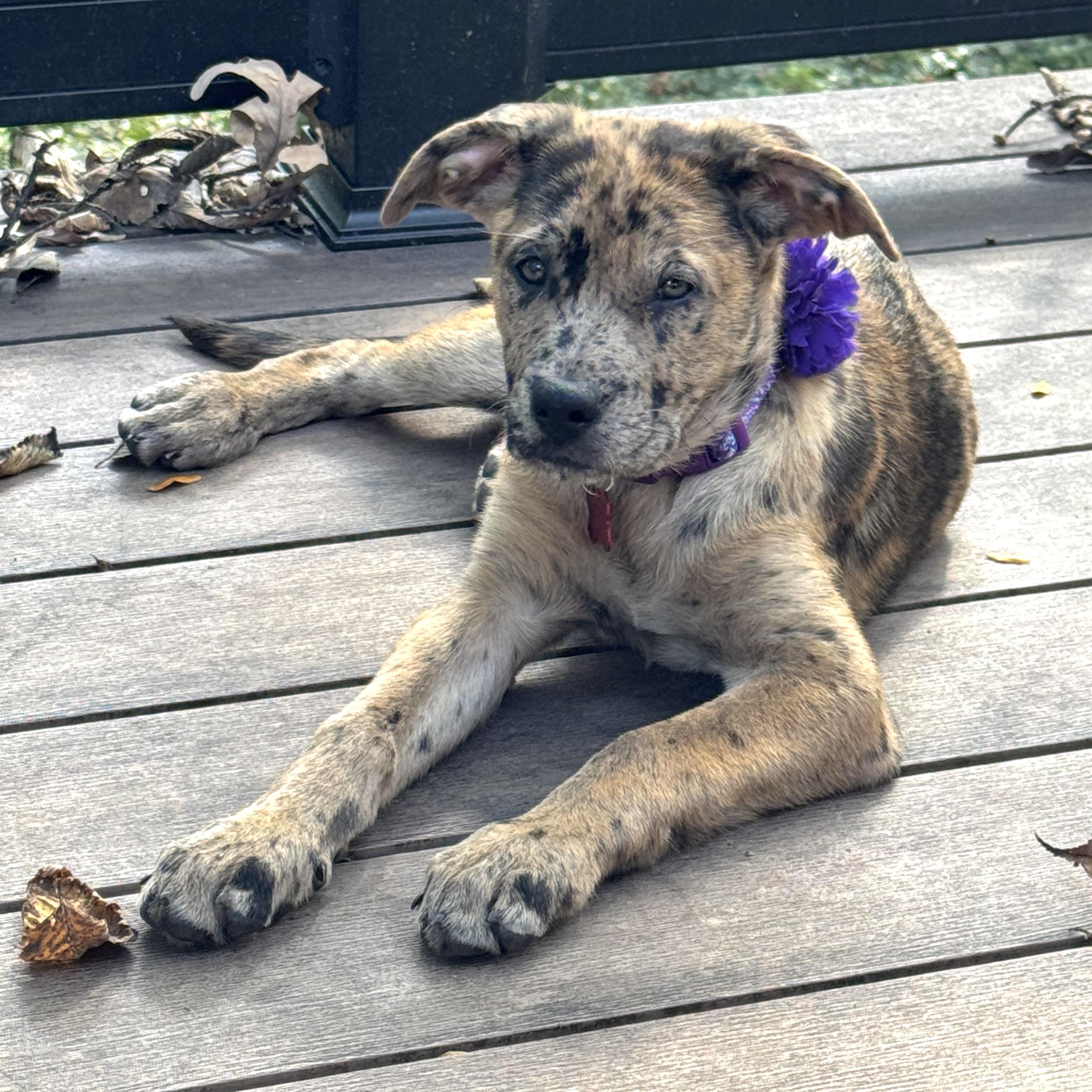 Henna, Adoptable, Puppy Female Carolina Dog & Shepherd.
