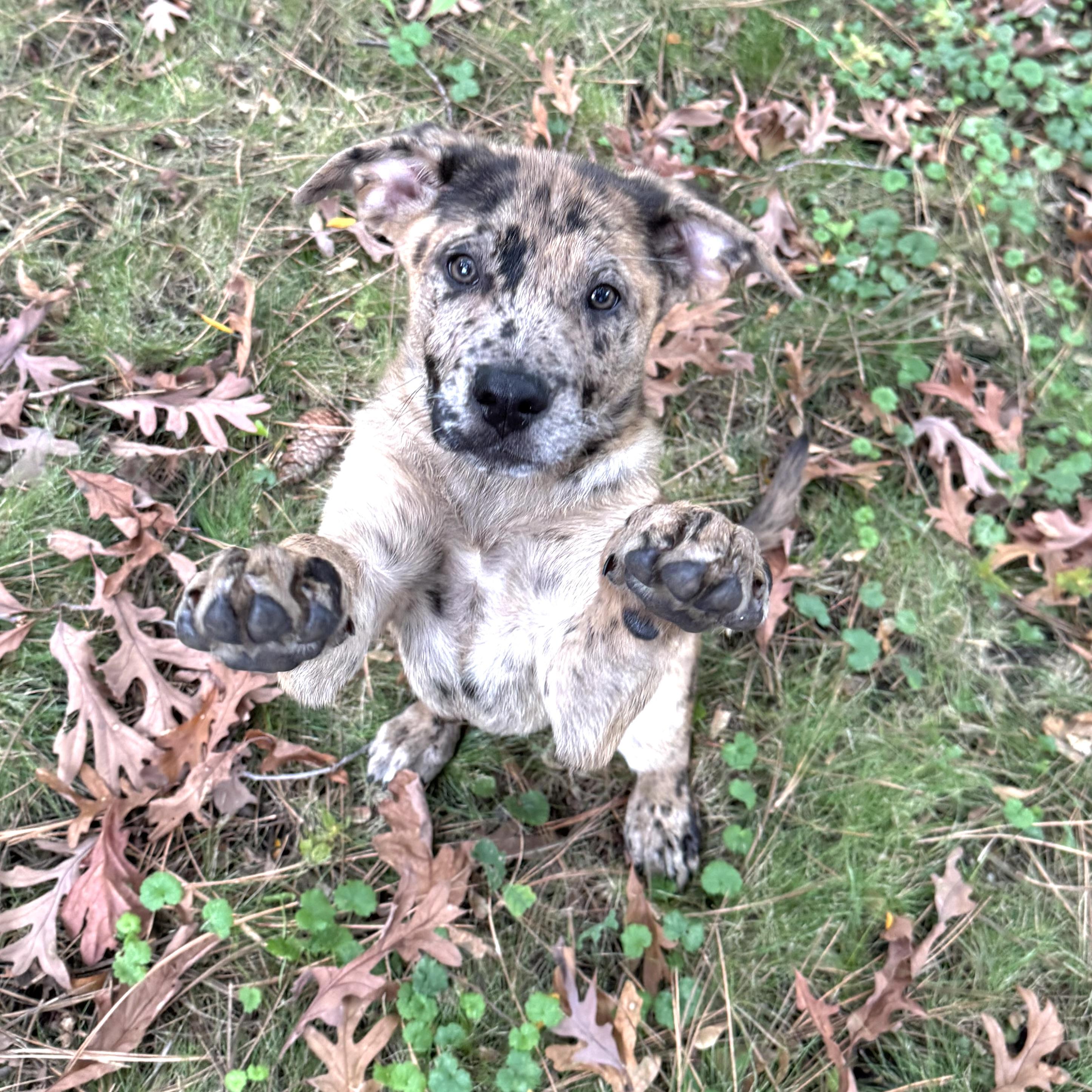 Enlarge Henna, a Adoptable mixed breed in Prior Lake, MN image 2/6