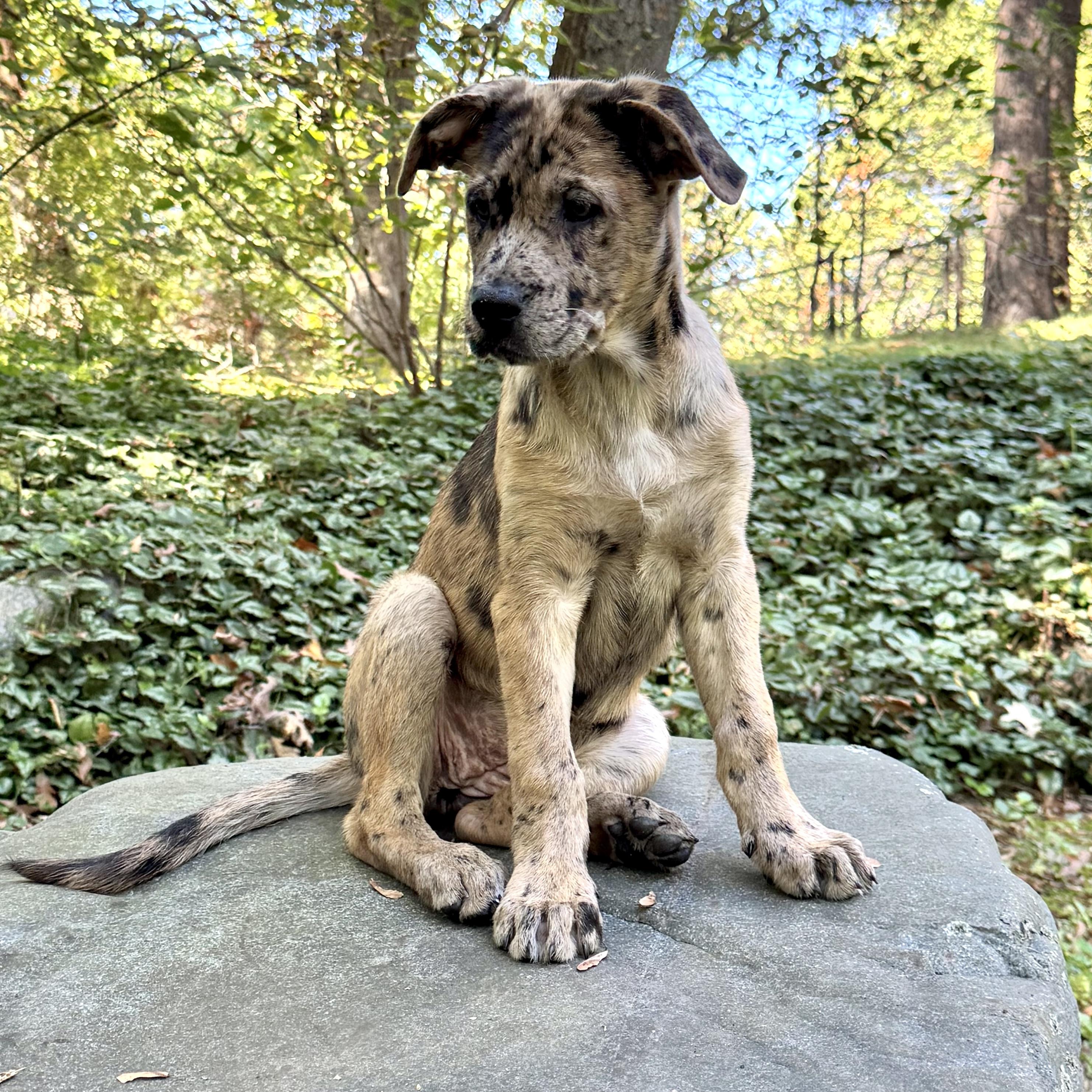Enlarge Henna, a Adoptable mixed breed in Prior Lake, MN image 4/6
