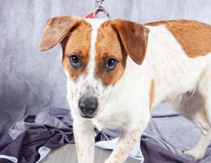 Pickles FKA Kelso — thumbnail 2