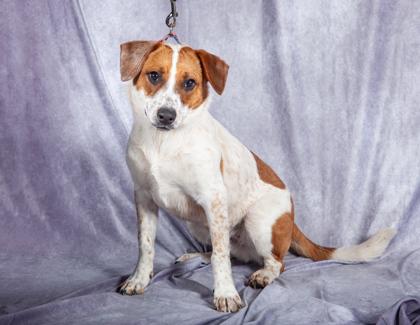 Pickles FKA Kelso — thumbnail 3