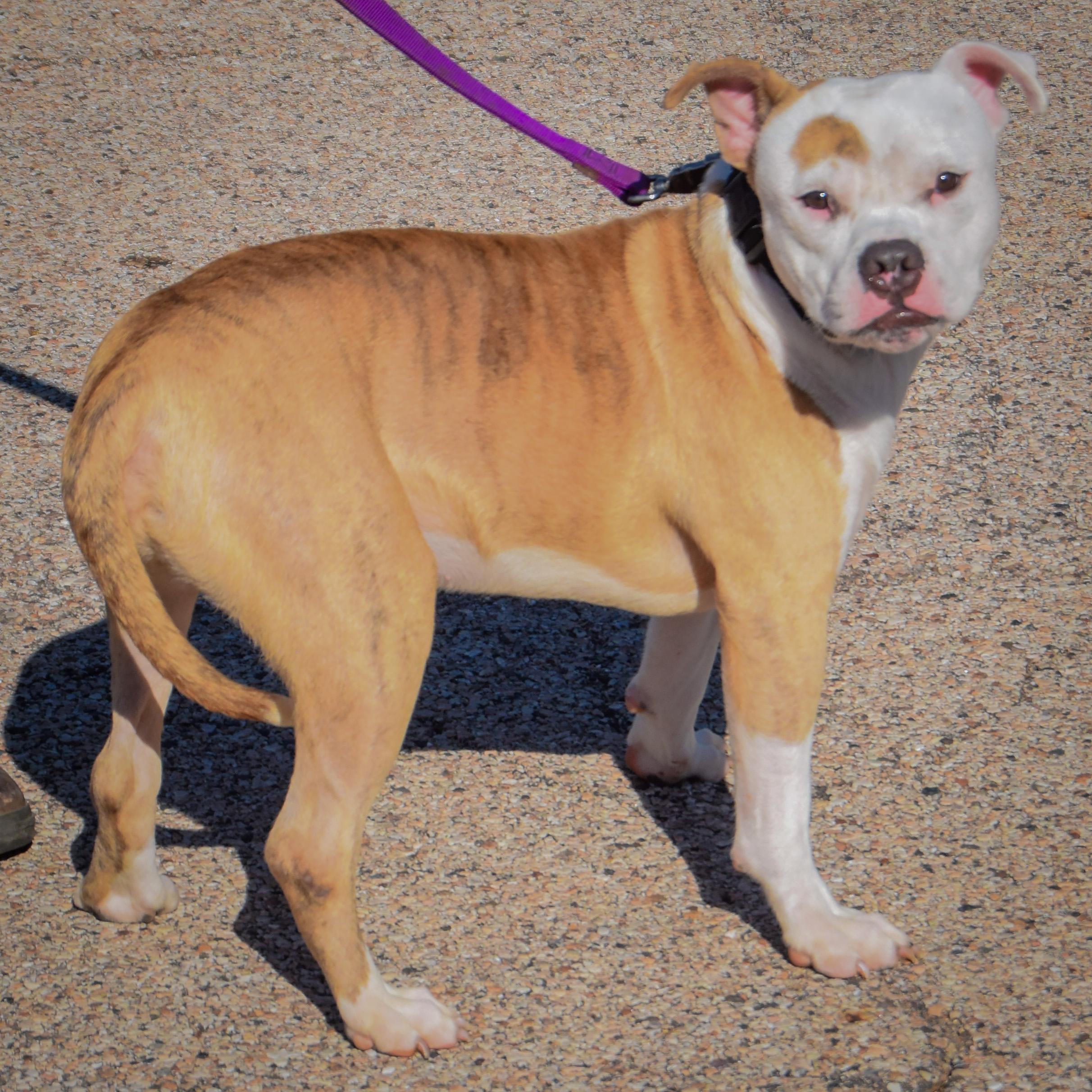 Enlarge Dwayne, a Adopted mixed breed in Huntley, IL image 2/4