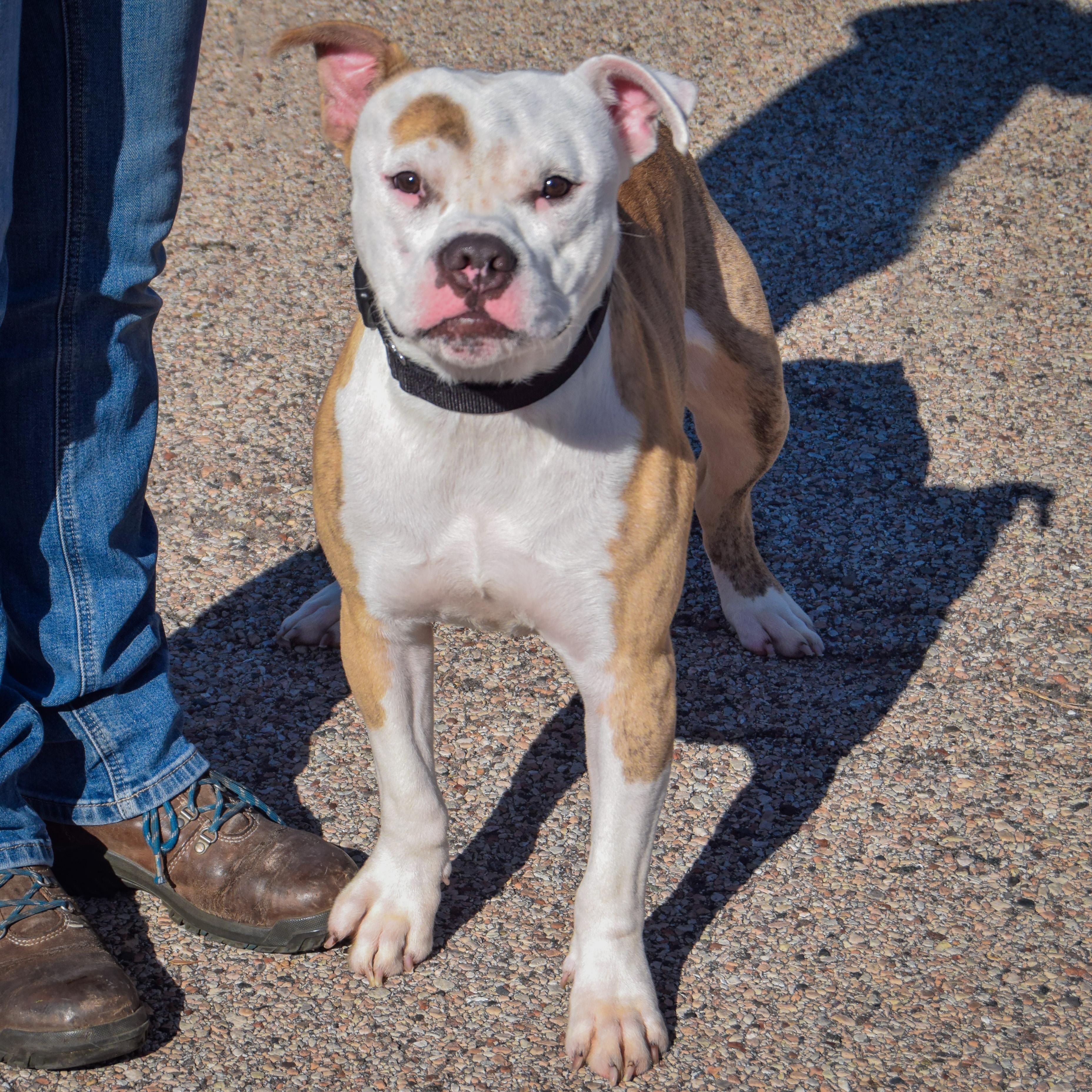 Enlarge Dwayne, a Adopted mixed breed in Huntley, IL image 4/4