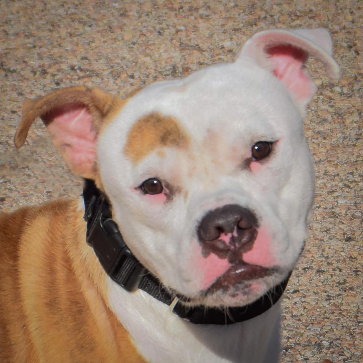 Dwayne, Adopted, Puppy Male American Staffordshire Terrier & English Bulldog.