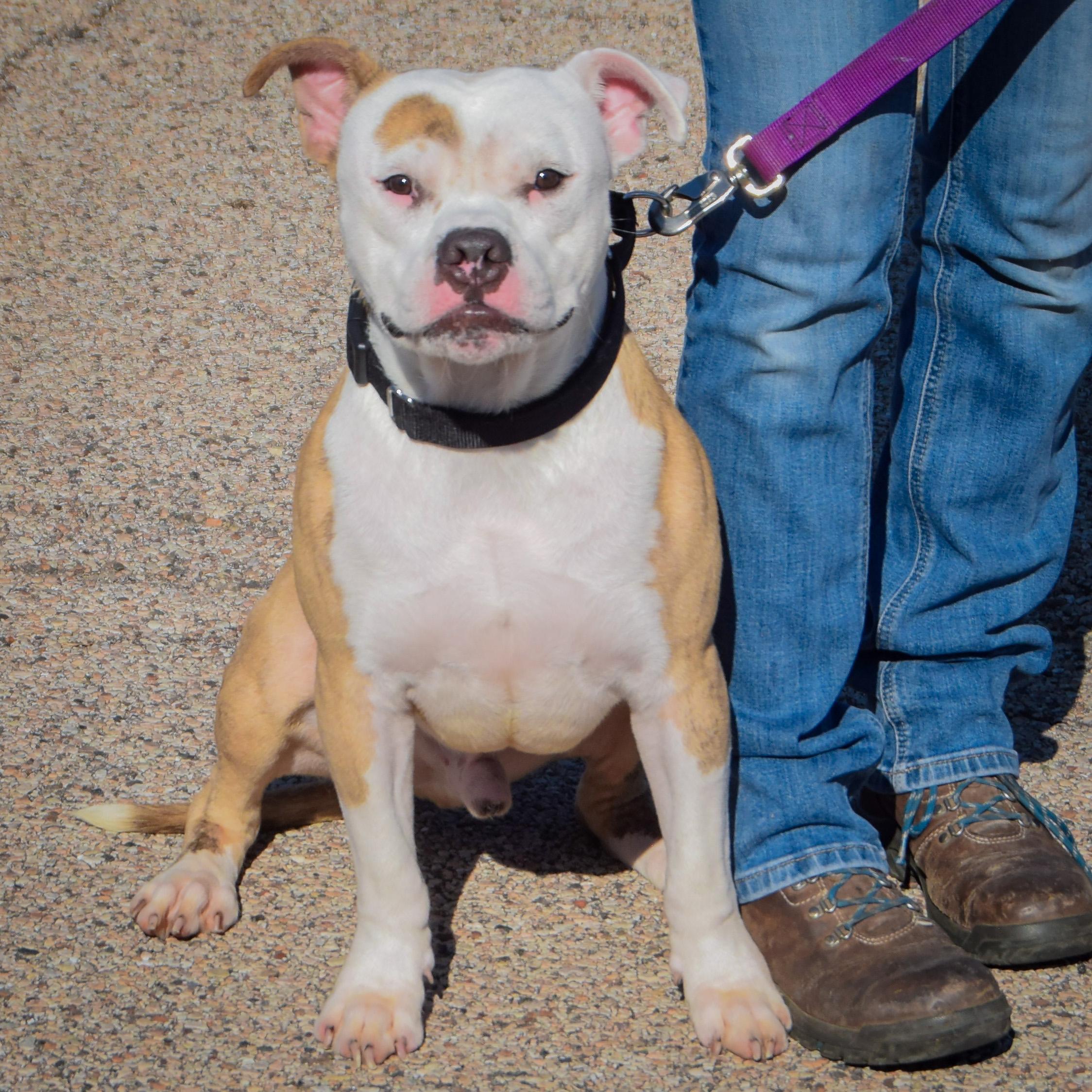 Enlarge Dwayne, a Adopted mixed breed in Huntley, IL image 3/4