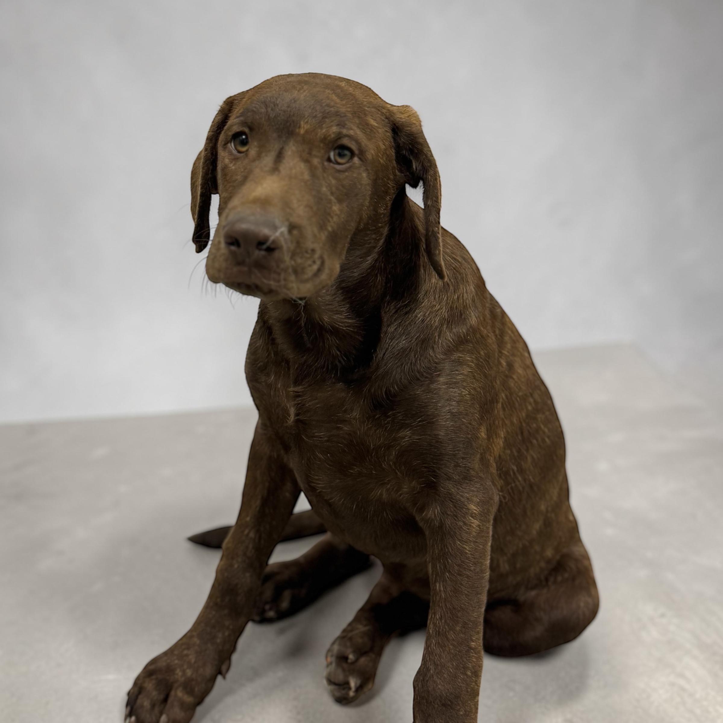 Enlarge Teddie, an adopted mixed breed in Williston, VT image 3/5