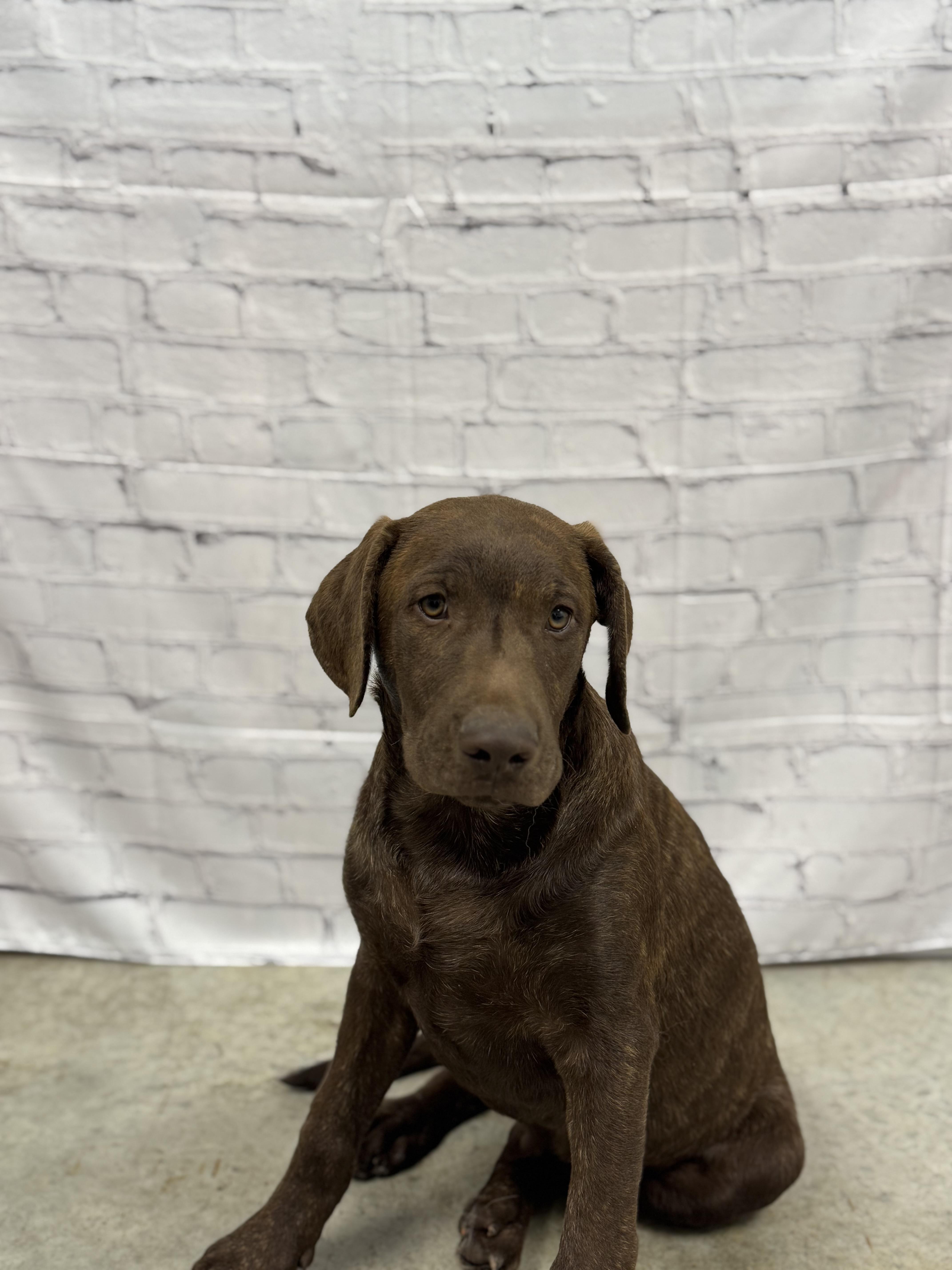 Enlarge Teddie, an adopted mixed breed in Williston, VT image 5/5