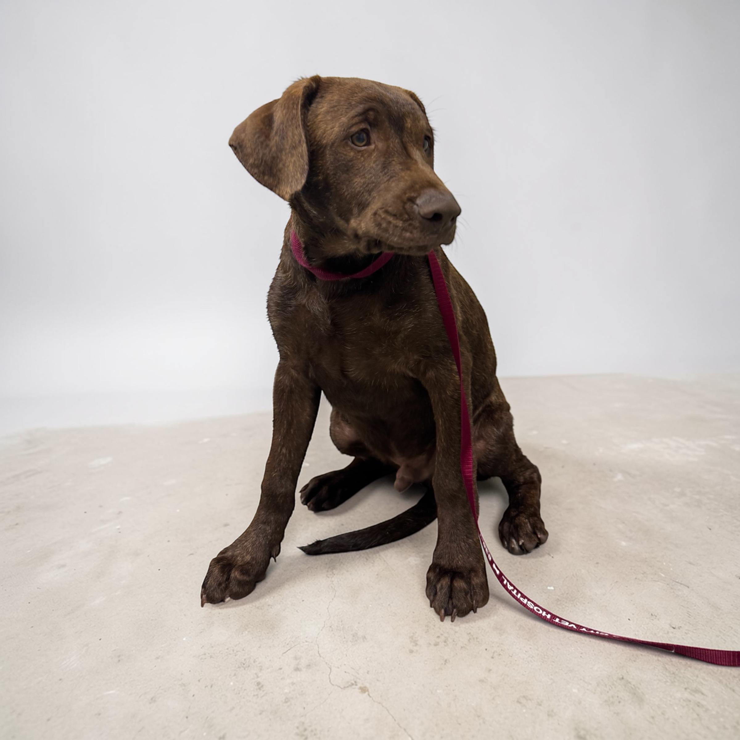 Enlarge Teddie, an adopted mixed breed in Williston, VT image 2/5