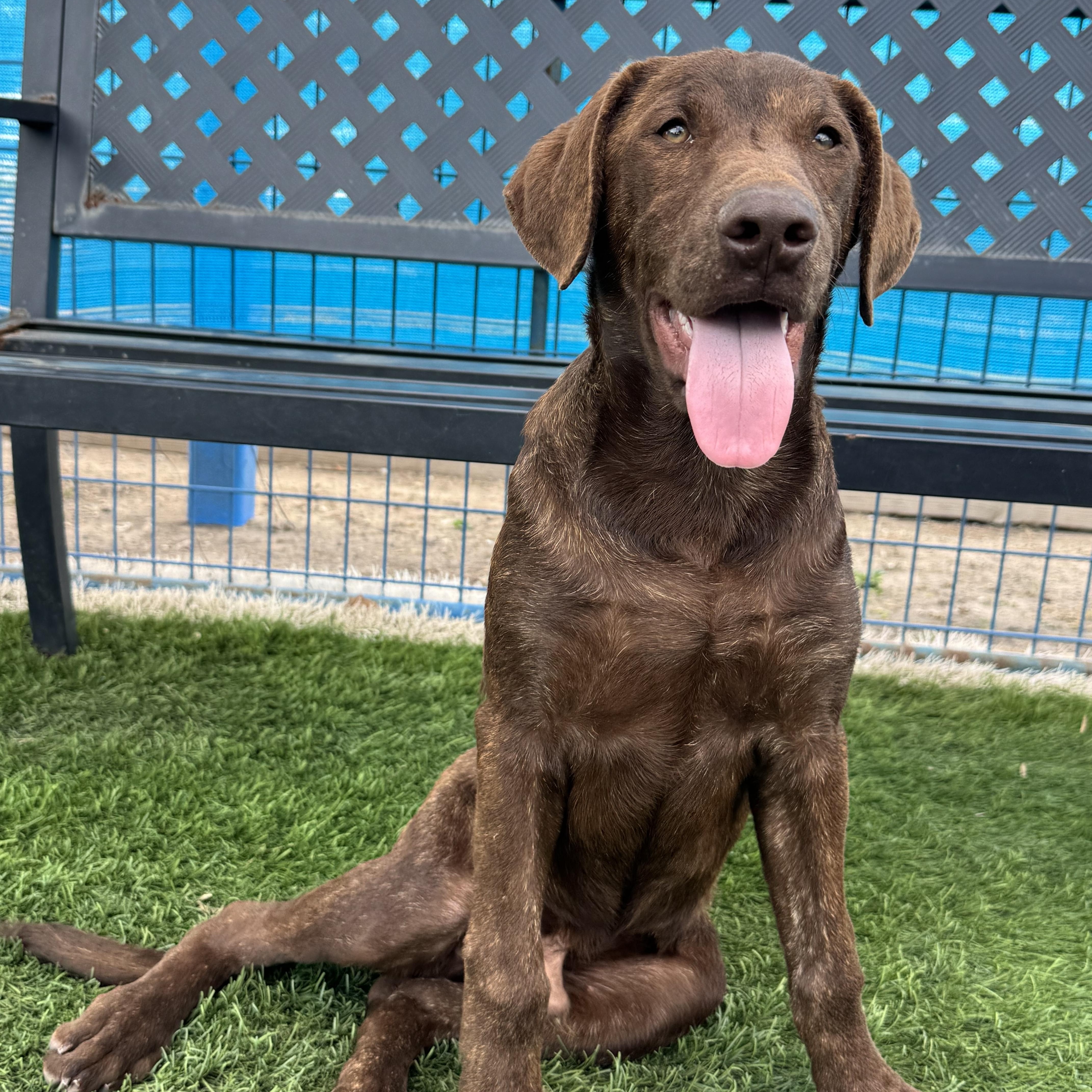 Teddie, adopted, Puppy Male Labrador Retriever.