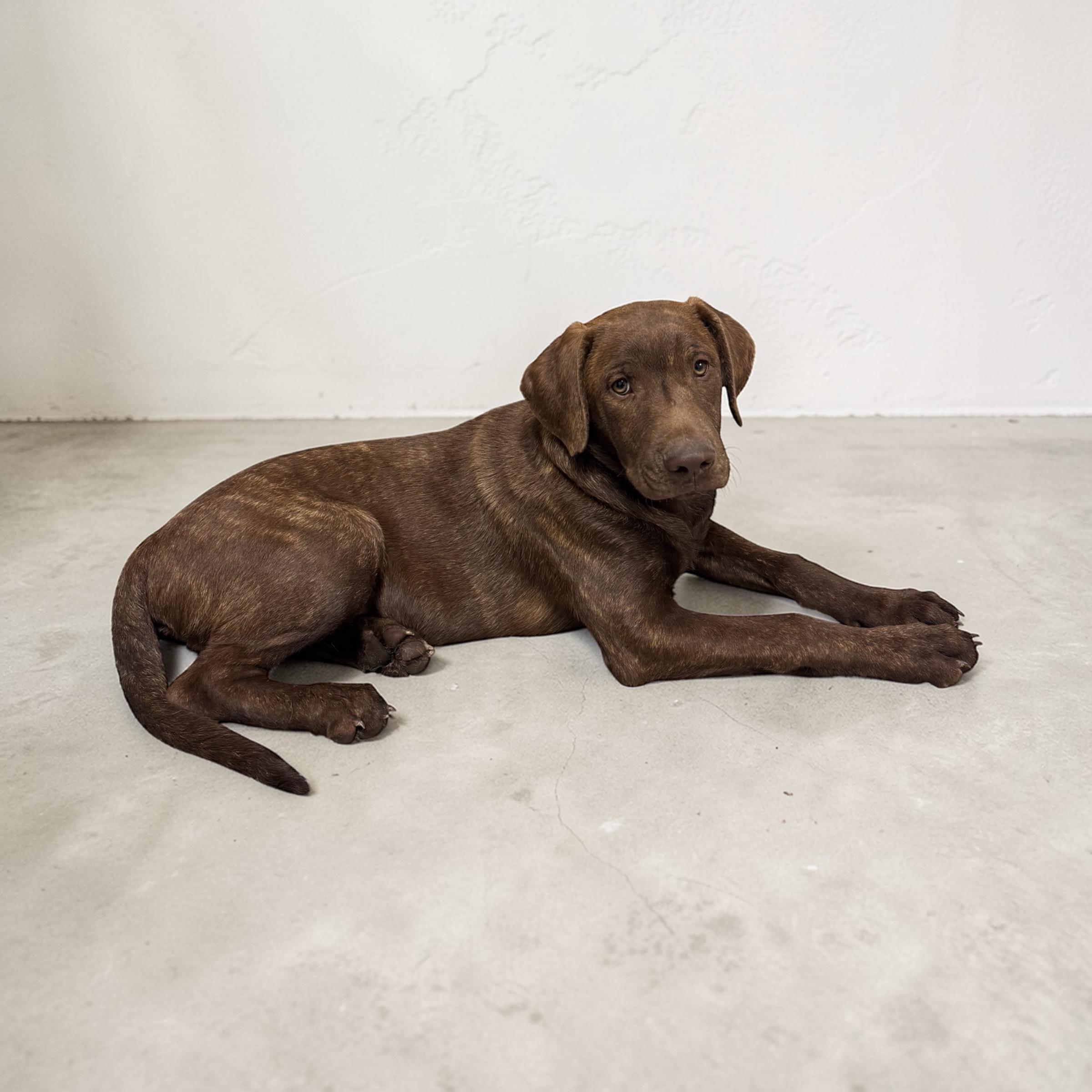 Enlarge Teddie, an adopted mixed breed in Williston, VT image 4/5