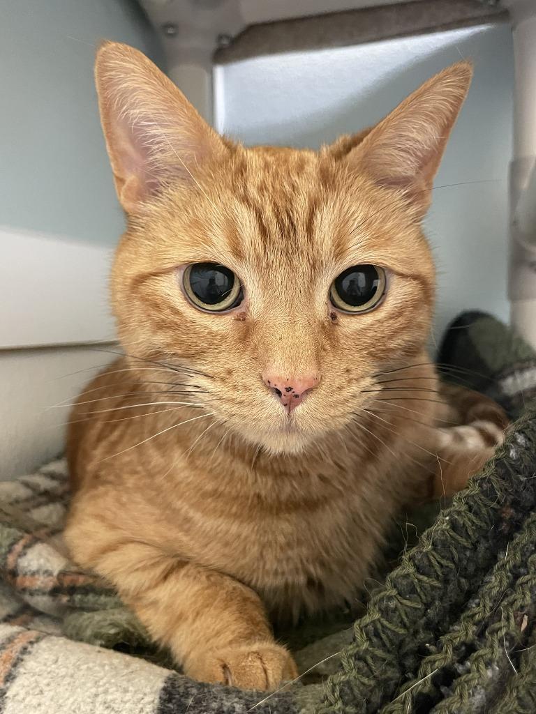 Enlarge Simba, a Adoptable mixed breed in Eastsound, WA image 1/1