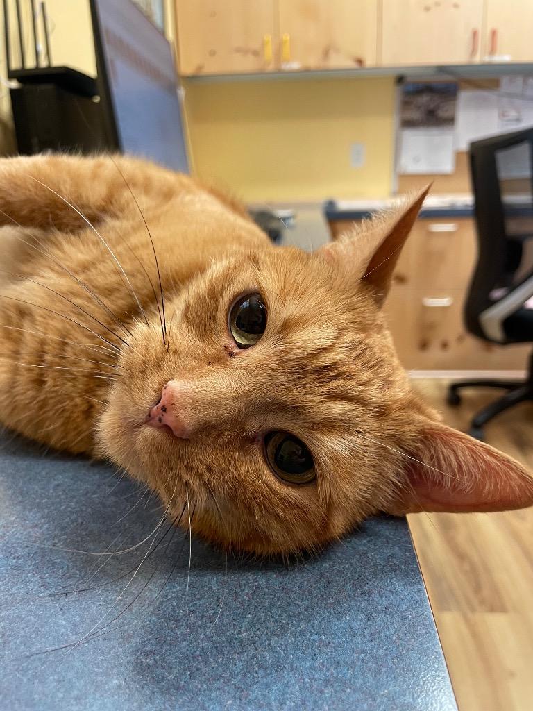 Enlarge Simba, a Adoptable mixed breed in Eastsound, WA image 2/3