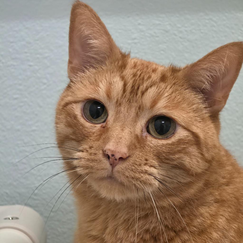 Enlarge Simba, a Adoptable mixed breed in Eastsound, WA image 3/3