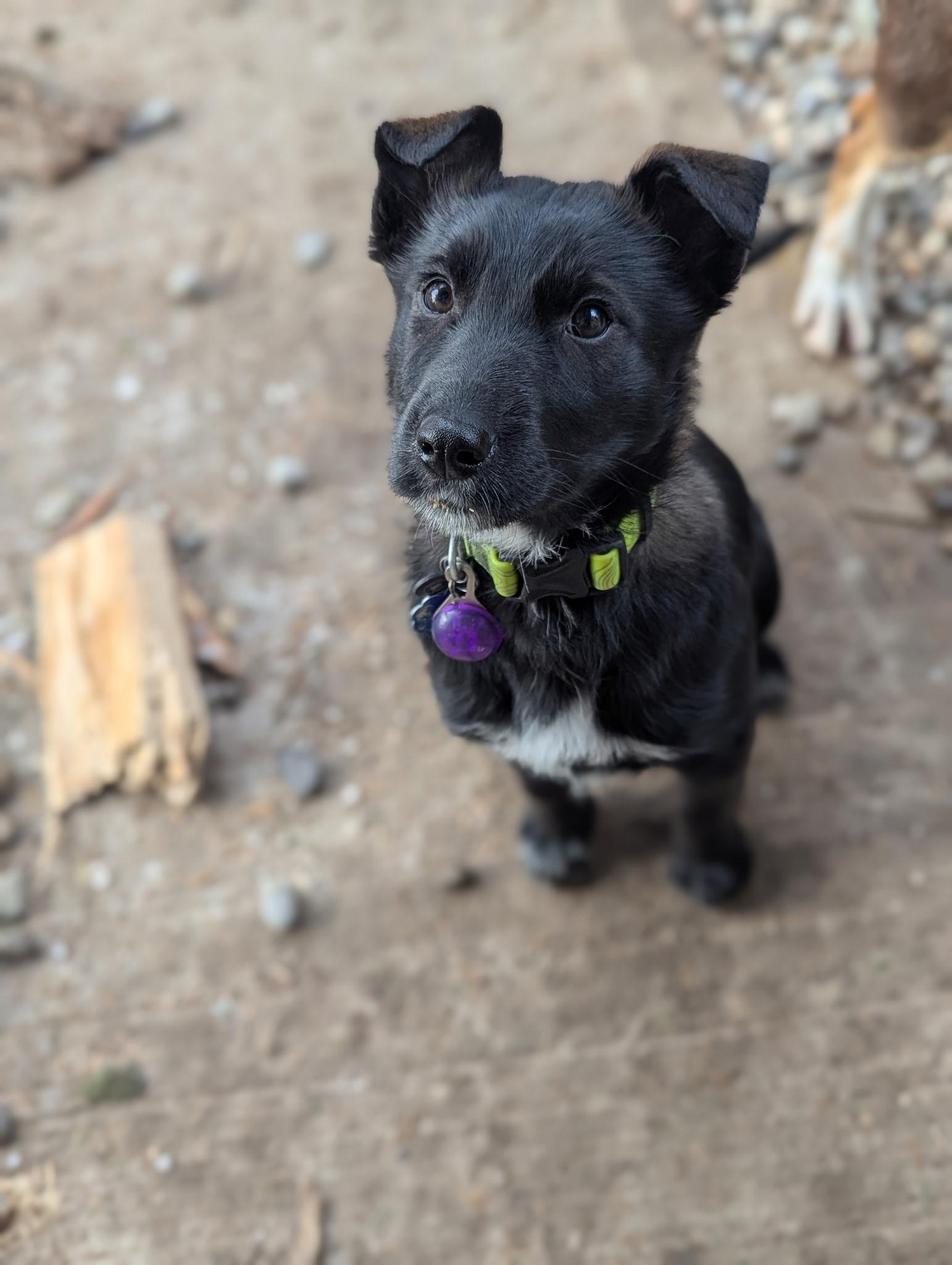 Enlarge Rogue, a Adoptable mixed breed in Vienna, ON image 6/6