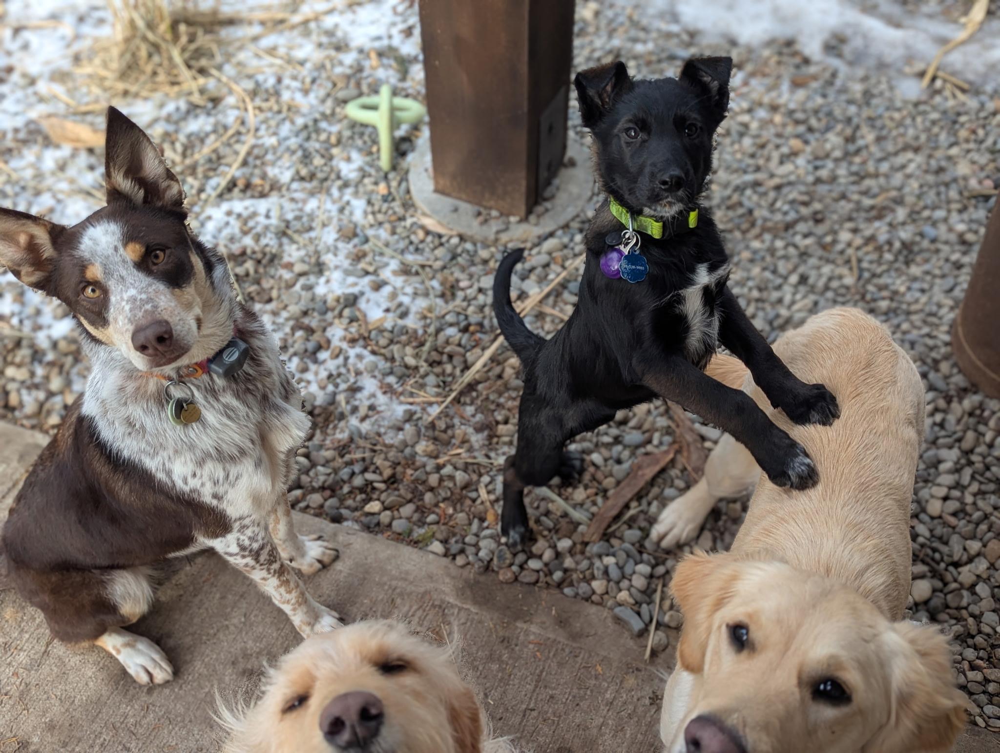 Enlarge Rogue, a Adoptable mixed breed in Vienna, ON image 4/6