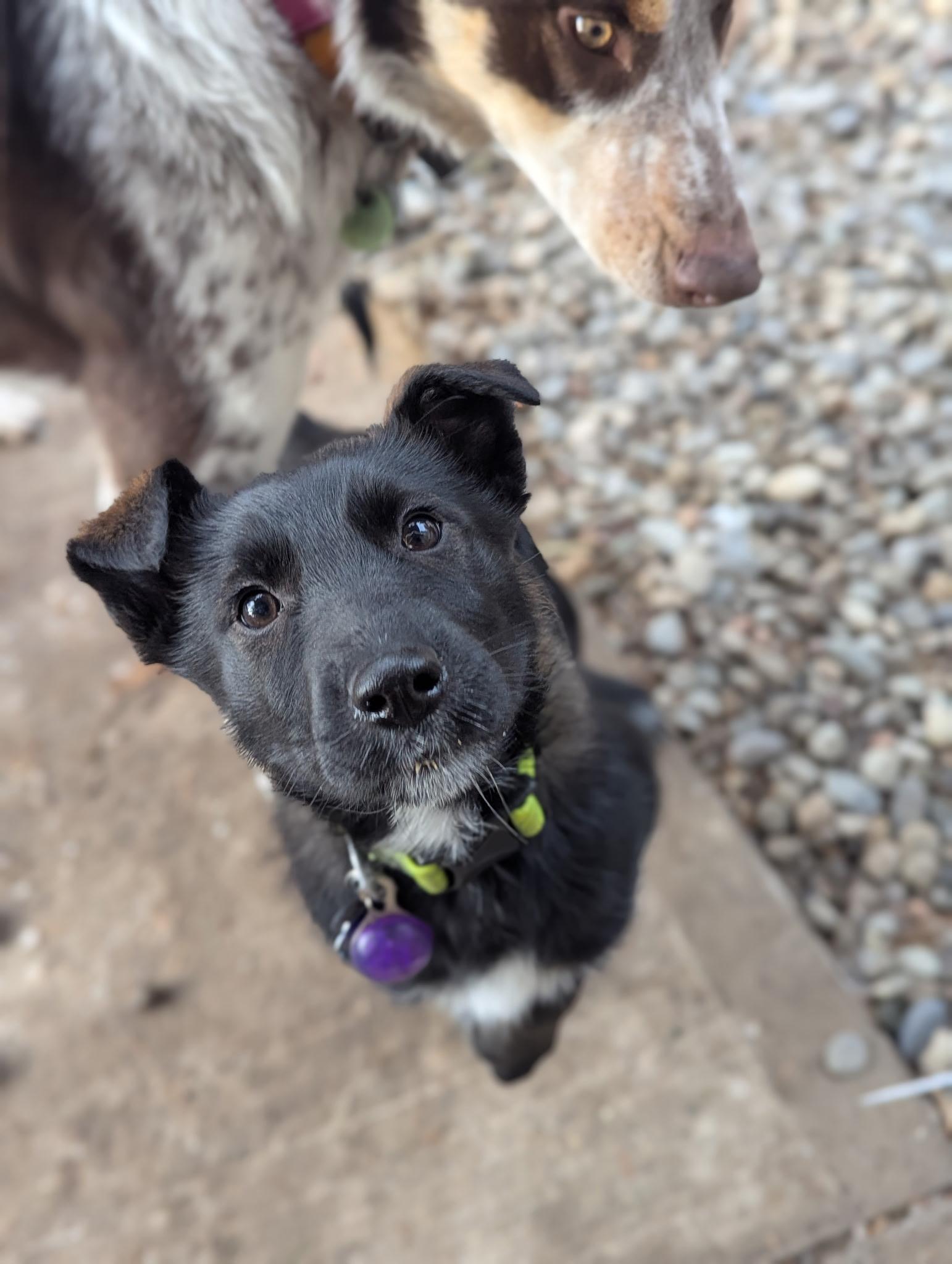 Enlarge Rogue, a Adoptable mixed breed in Vienna, ON image 5/6