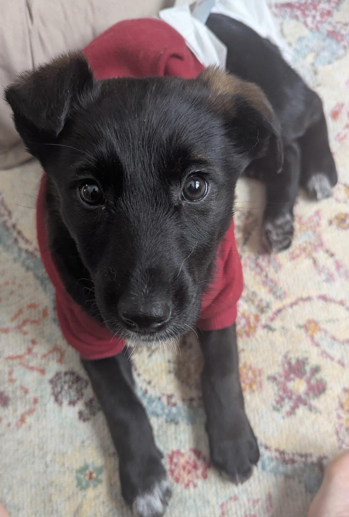 Enlarge Rogue, a Adoptable mixed breed in Vienna, ON image 3/6