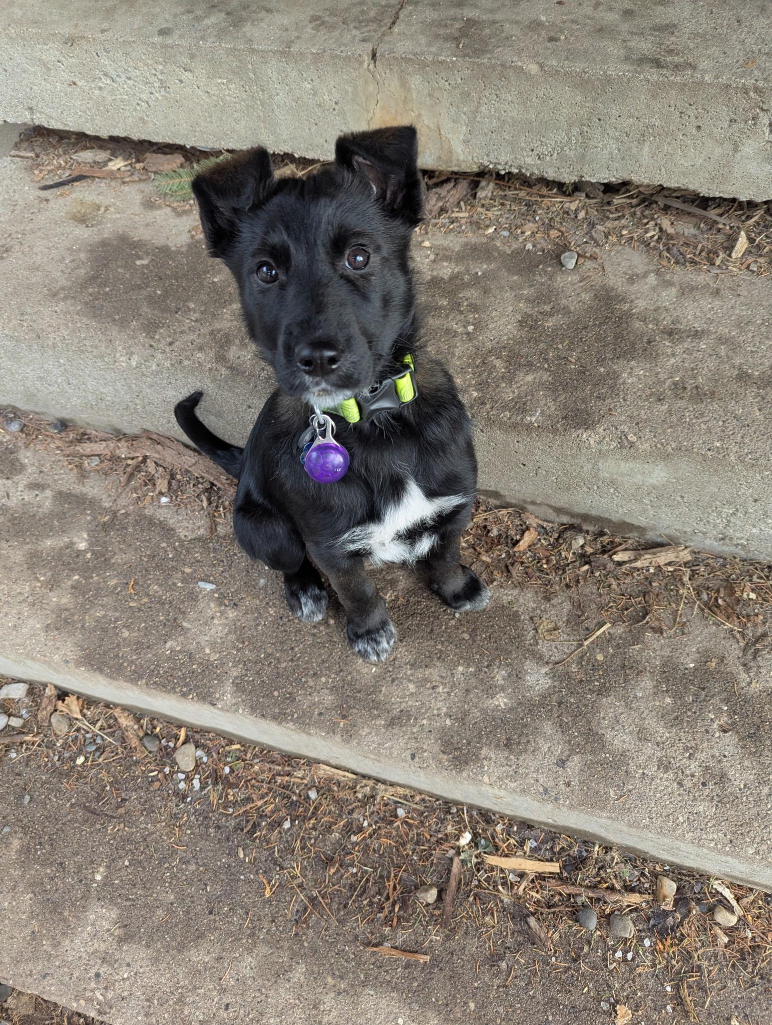 Rogue, Adoptable, Puppy Female Smooth Collie & Black Labrador Retriever.
