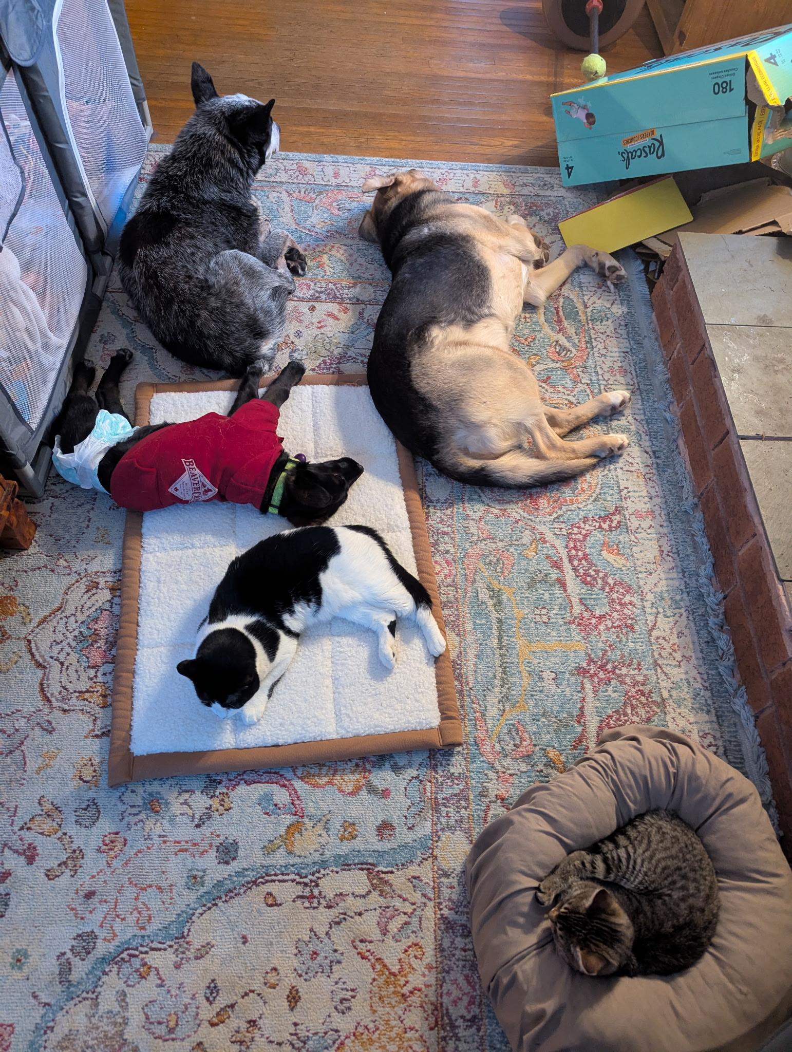 Enlarge Rogue, a Adoptable mixed breed in Vienna, ON image 2/6