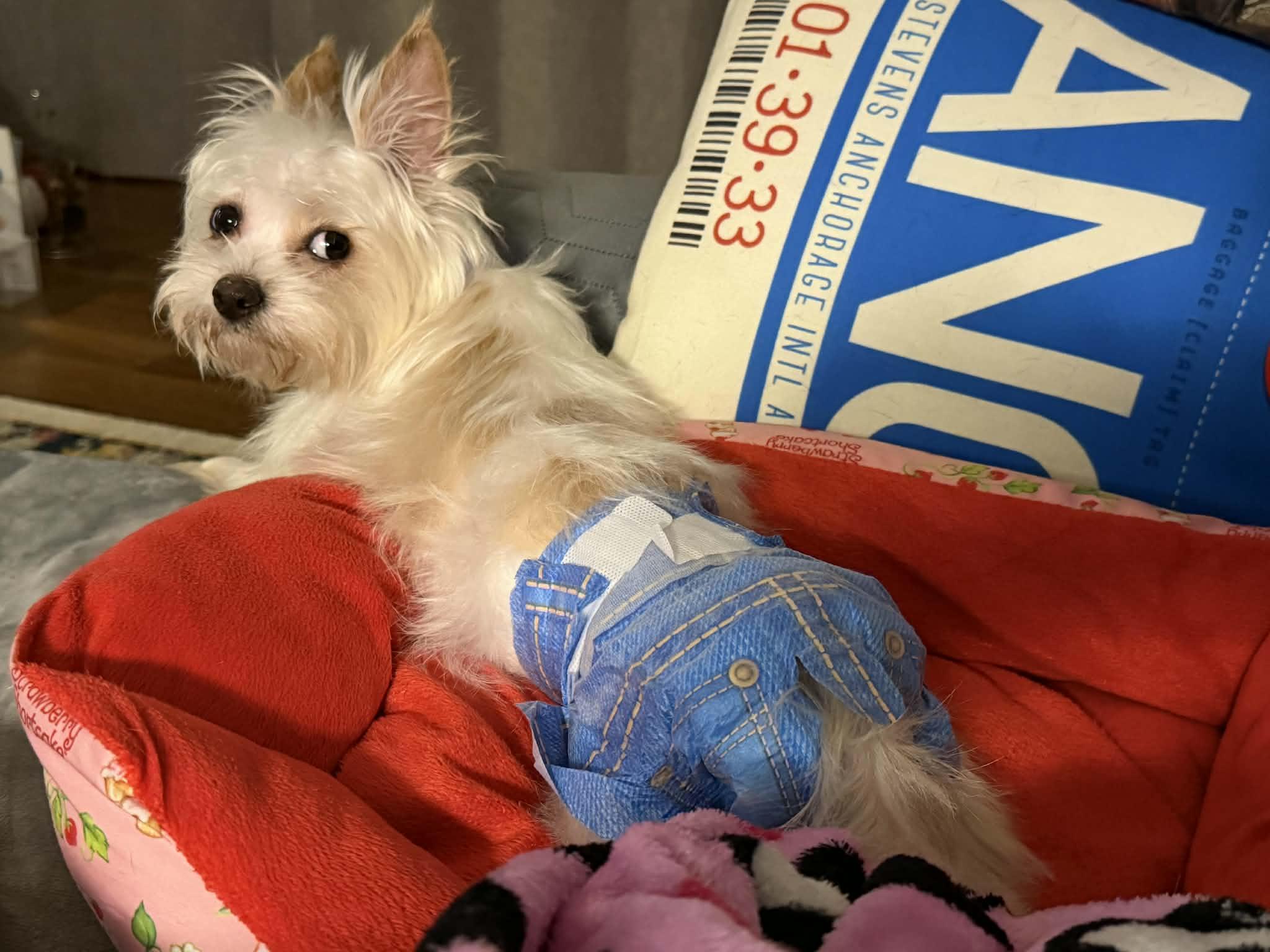 Jewelz, adopted, Puppy Female Terrier.