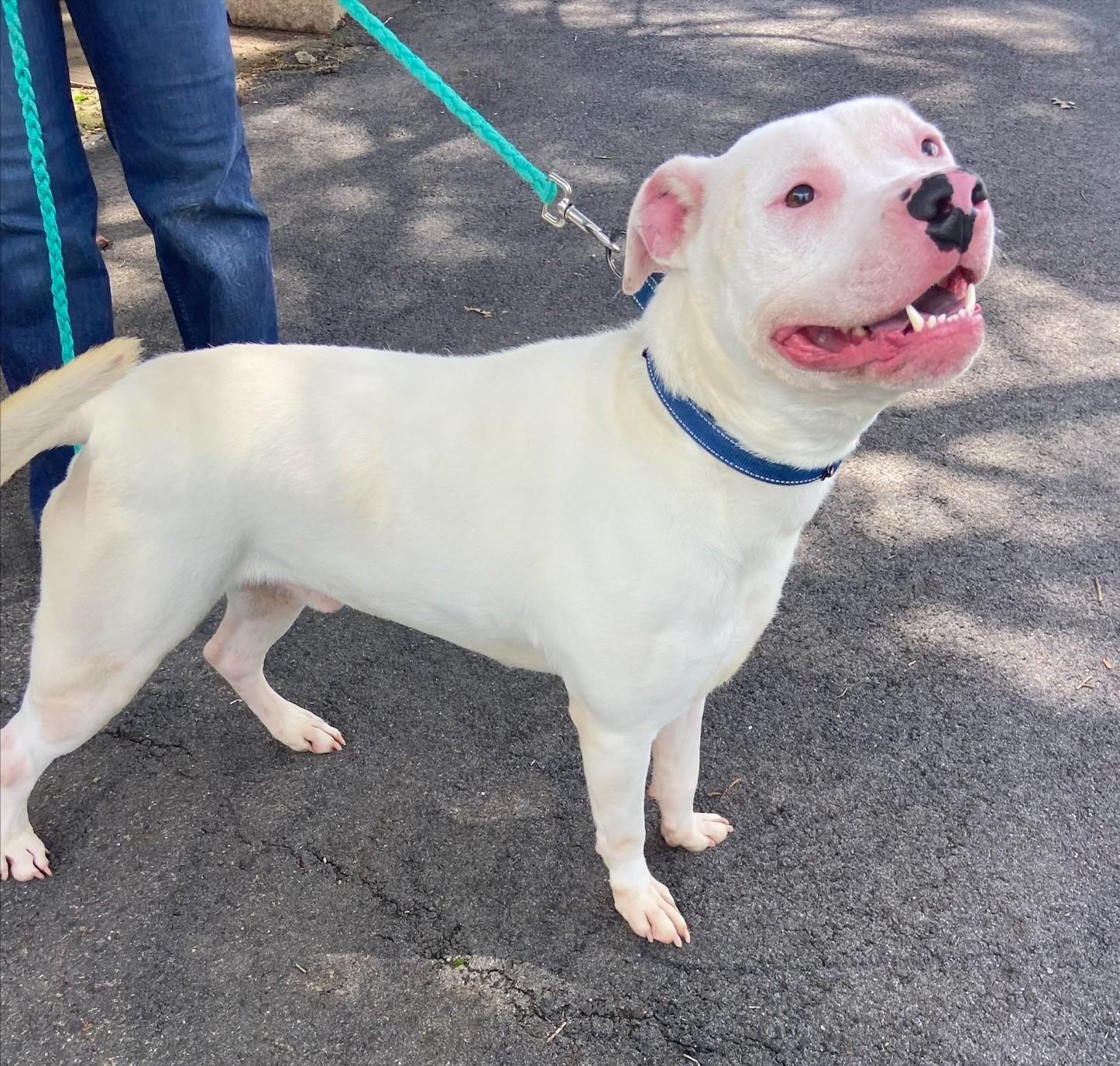 Chico ~ Looking for a running partner! 2