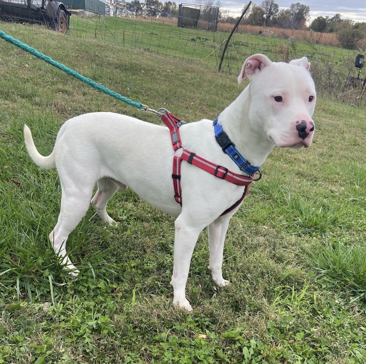 Chico ~ Looking for a running partner! 5