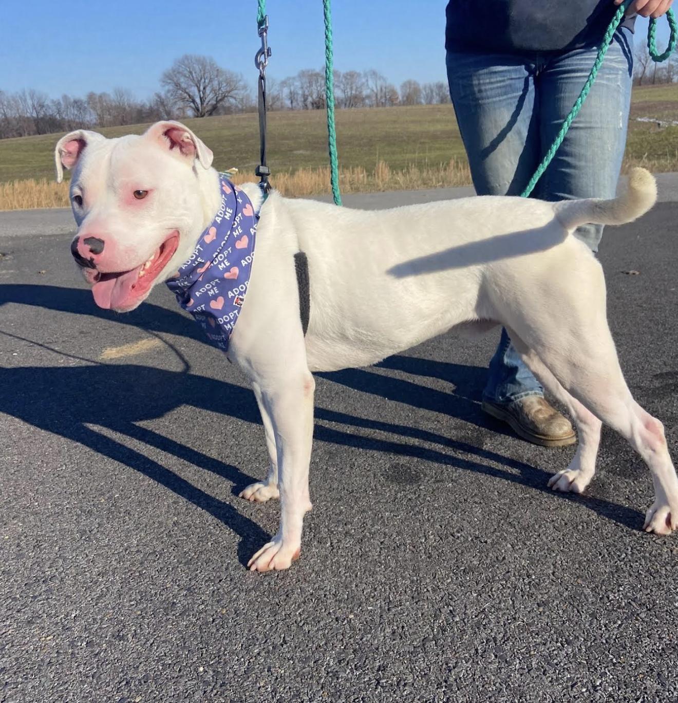 Chico ~ Looking for a running partner! 4
