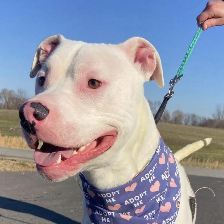Chico ~ Looking for a running partner!
