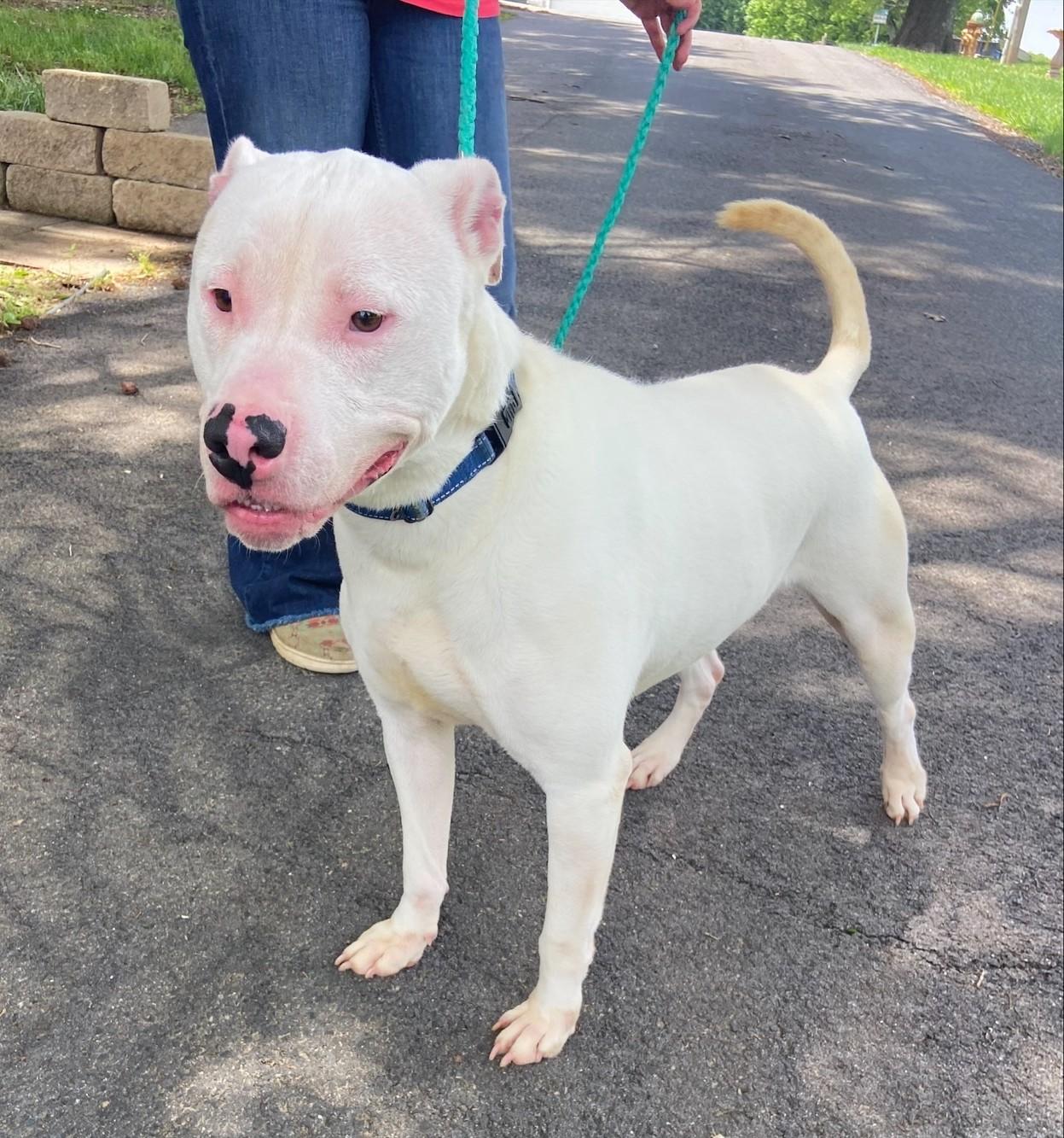 Chico ~ Looking for a running partner! 3