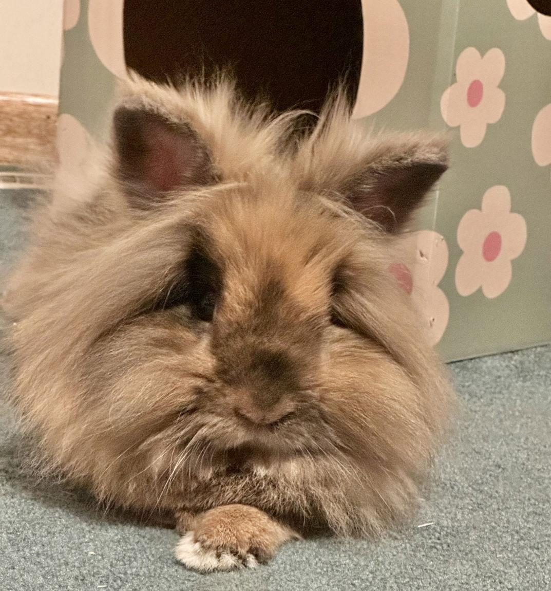 Tunie ⭐️, Adoptable, Adult Male Lionhead.
