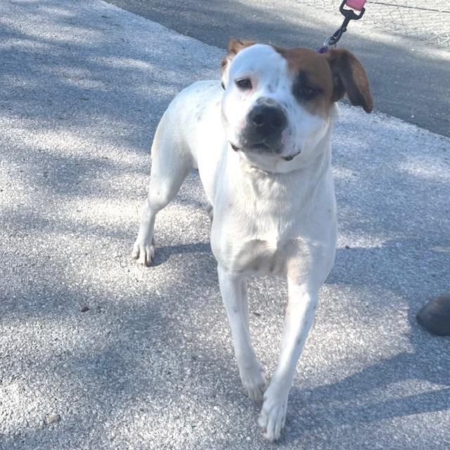 Enlarge Brittany, a Adoptable Mixed Breed in Bronson, FL image 1/1