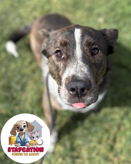 Enlarge Hunk, a Adoptable mixed breed in Phoenix, AZ image 1/3