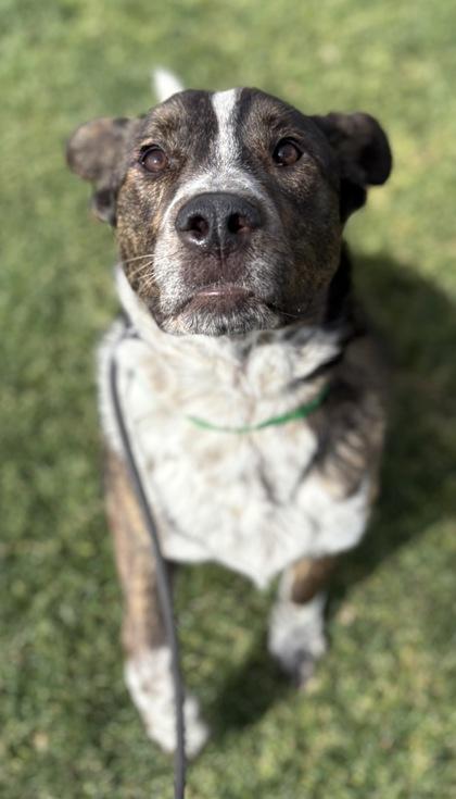 Hunk, Adoptable, Adult Male Cattle Dog & Fox Terrier.