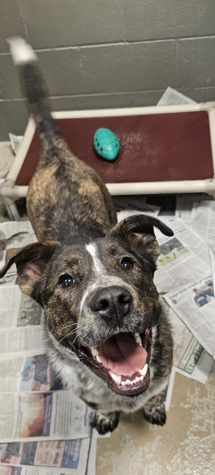 Enlarge Hunk, a Adoptable mixed breed in Phoenix, AZ image 2/3