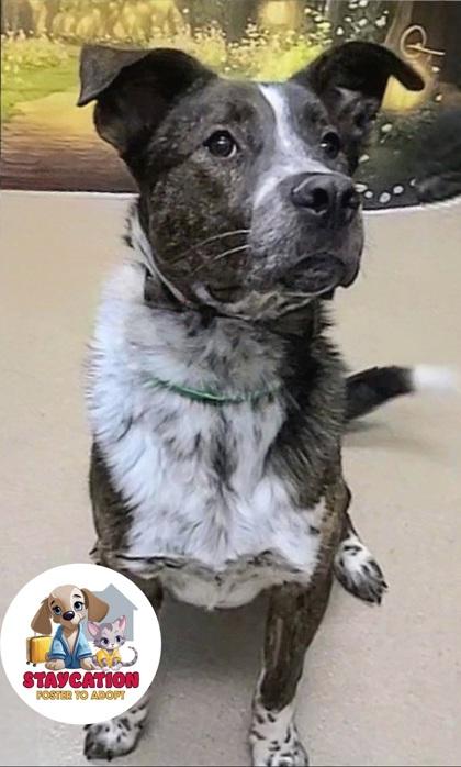 Enlarge Hunk, a Adoptable mixed breed in Phoenix, AZ image 3/3