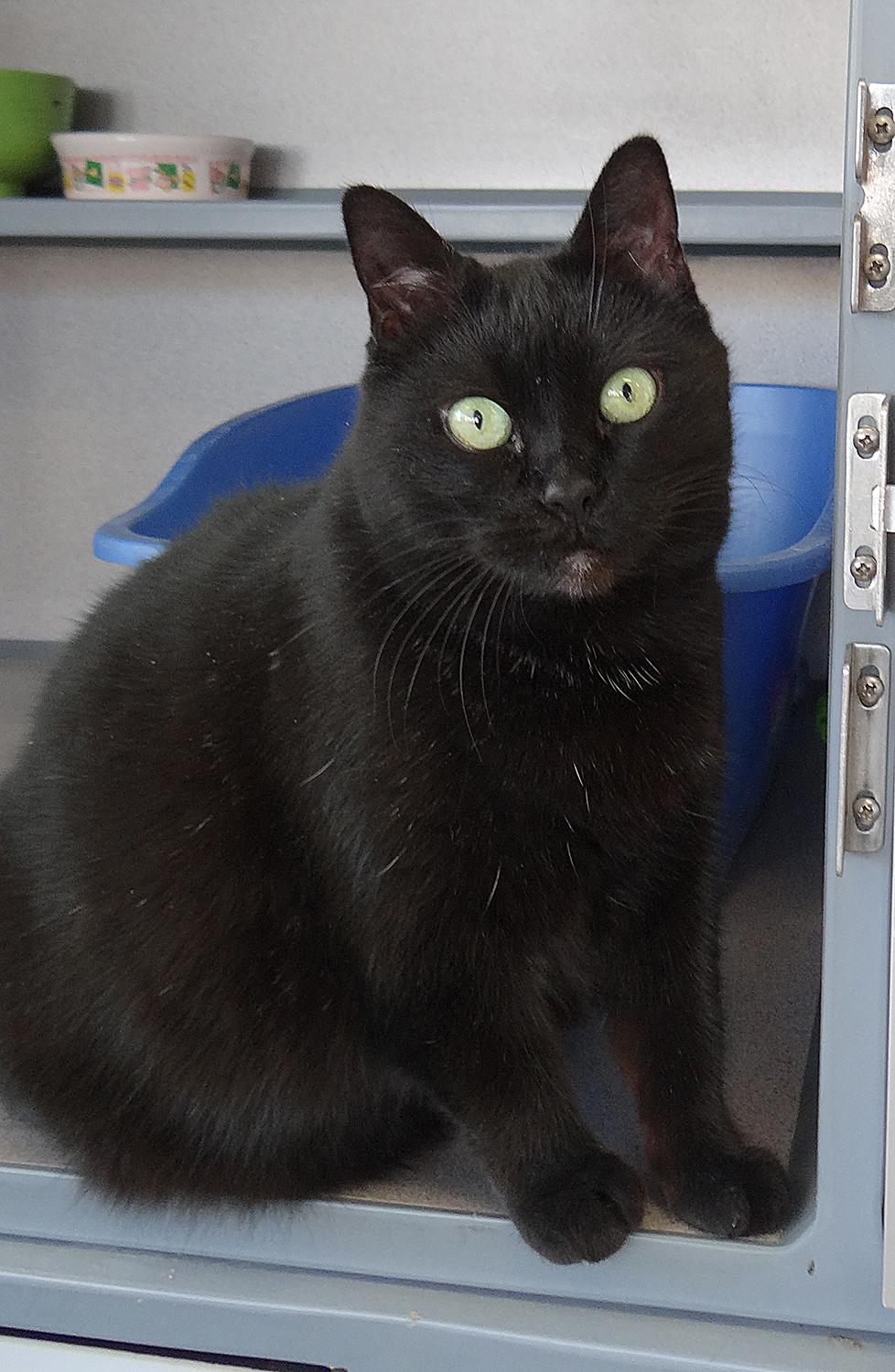 Peppa Pig, Adoptable, Senior Female Domestic Short Hair.