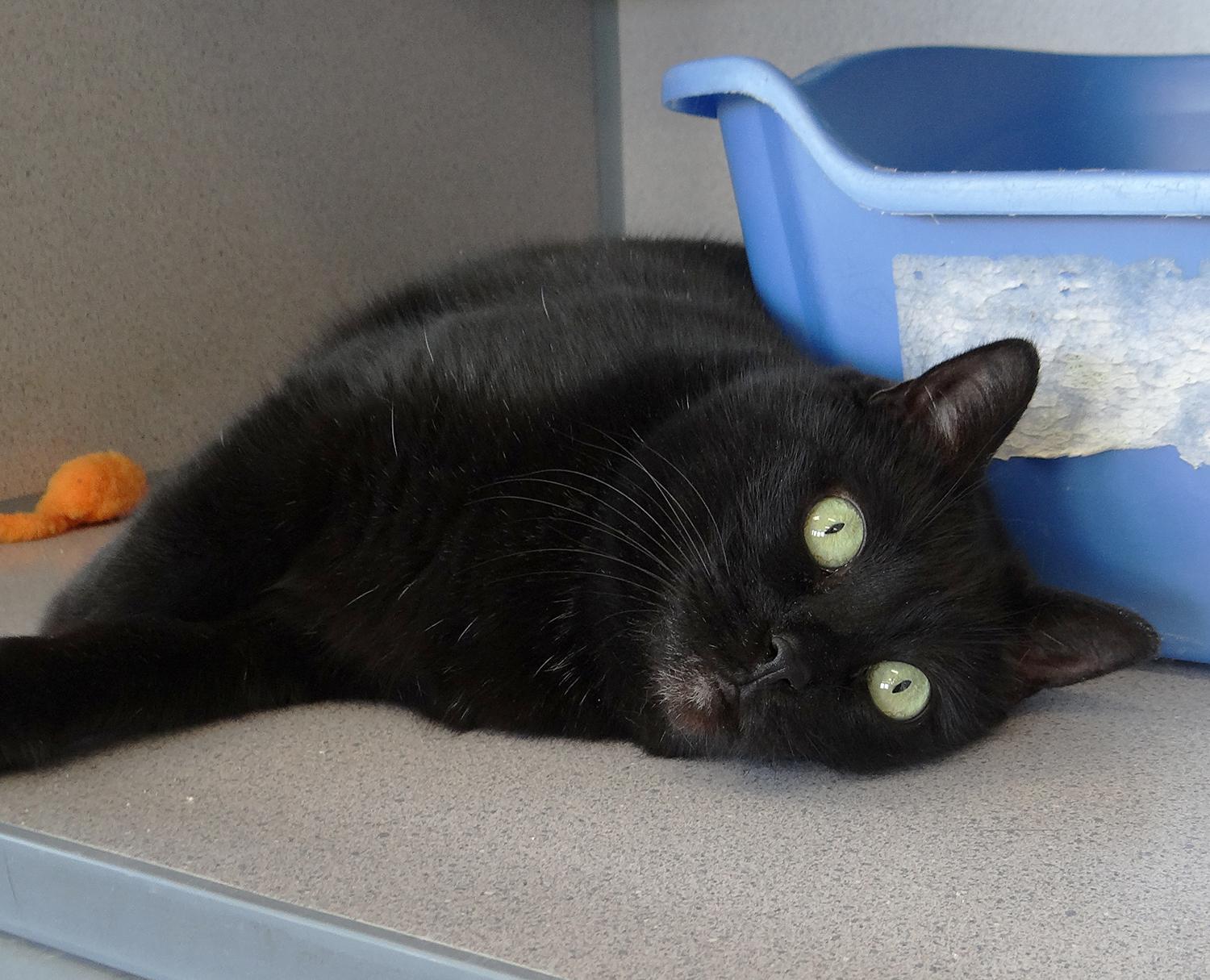 Peppa Pig, a Adoptable Domestic Short Hair in Grass Valley, CA image 2/2