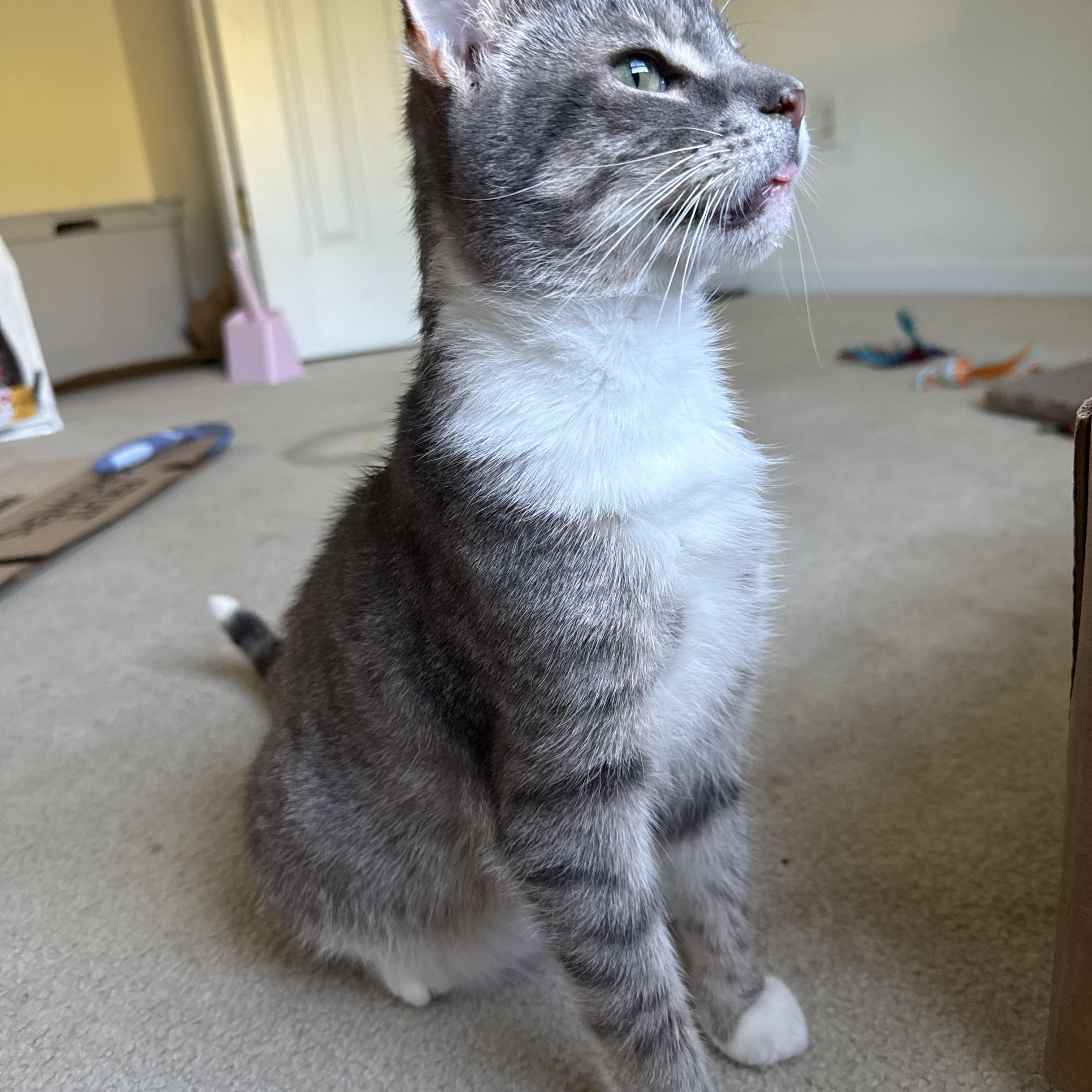 Enlarge Church, an adopted Domestic Short Hair in Blacksburg, VA image 3/4