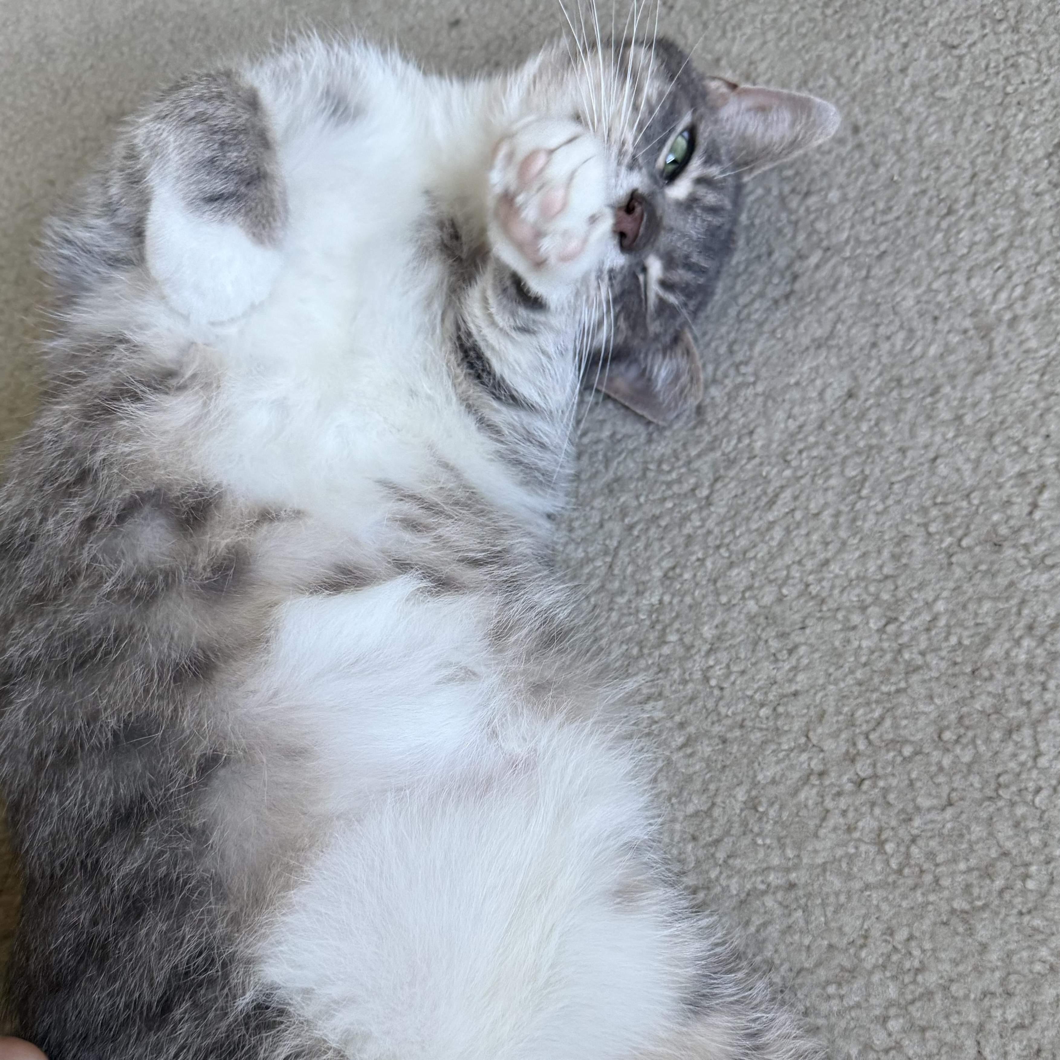 Enlarge Church, an adopted Domestic Short Hair in Blacksburg, VA image 2/4