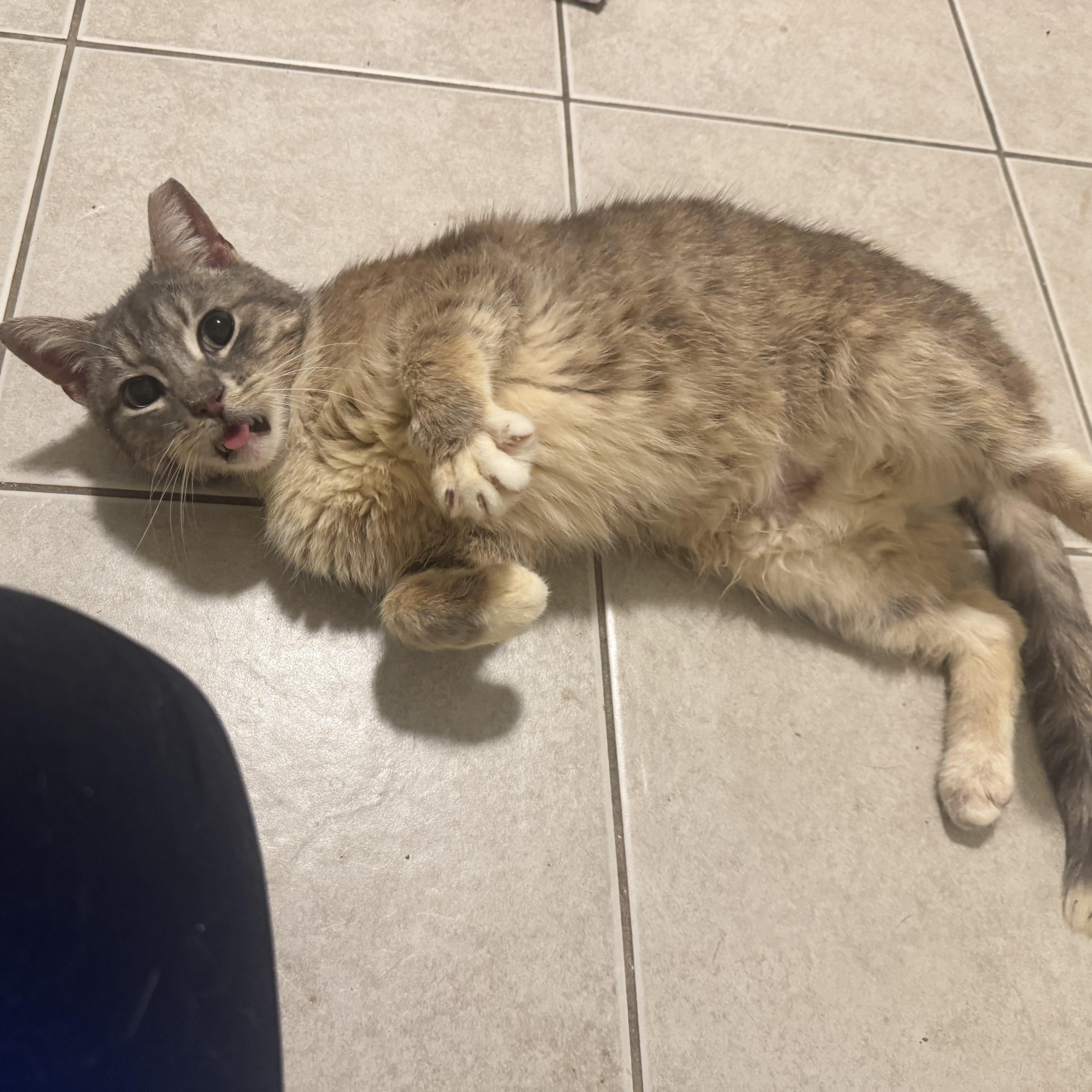 Church, adopted, Adult Male Domestic Short Hair.