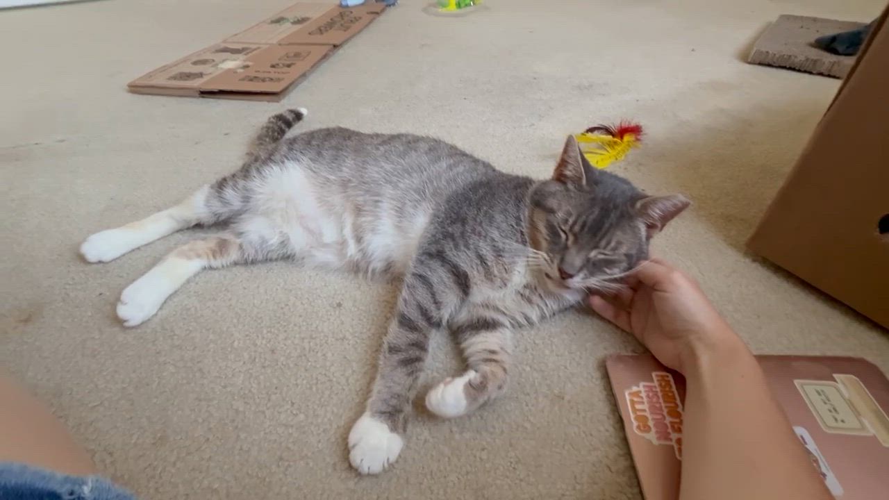 Enlarge Church, an adopted Domestic Short Hair in Blacksburg, VA video 4/4
