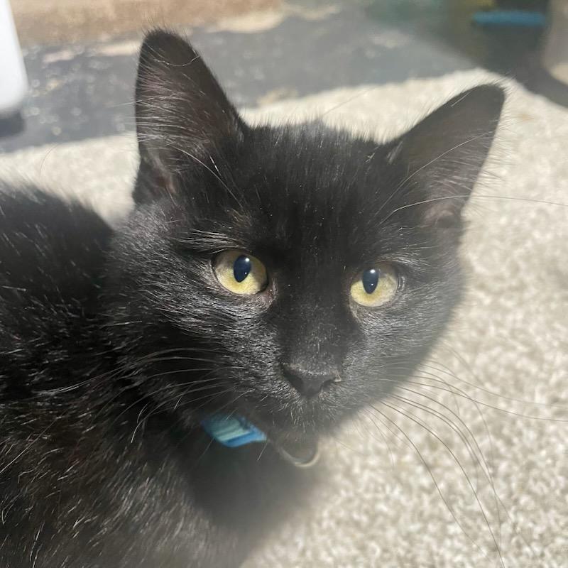 Enlarge Milky Way, a ADOPTABLE Domestic Short Hair in Benson, MN image 3/3