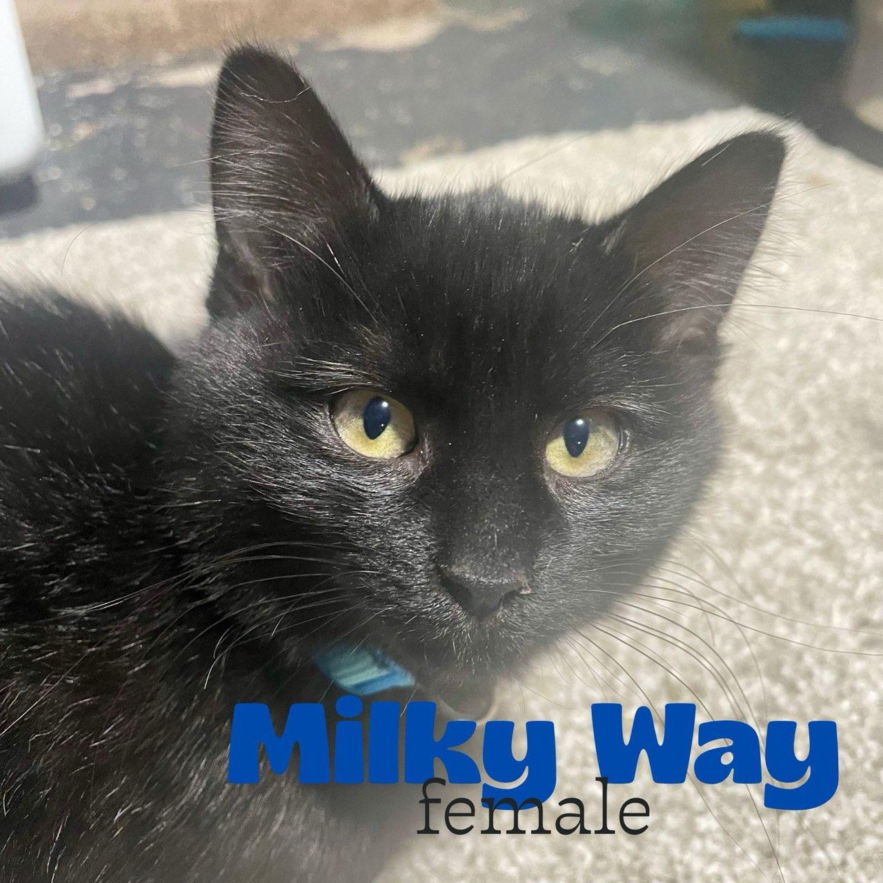 Enlarge Milky Way, a ADOPTABLE Domestic Short Hair in Benson, MN image 1/3