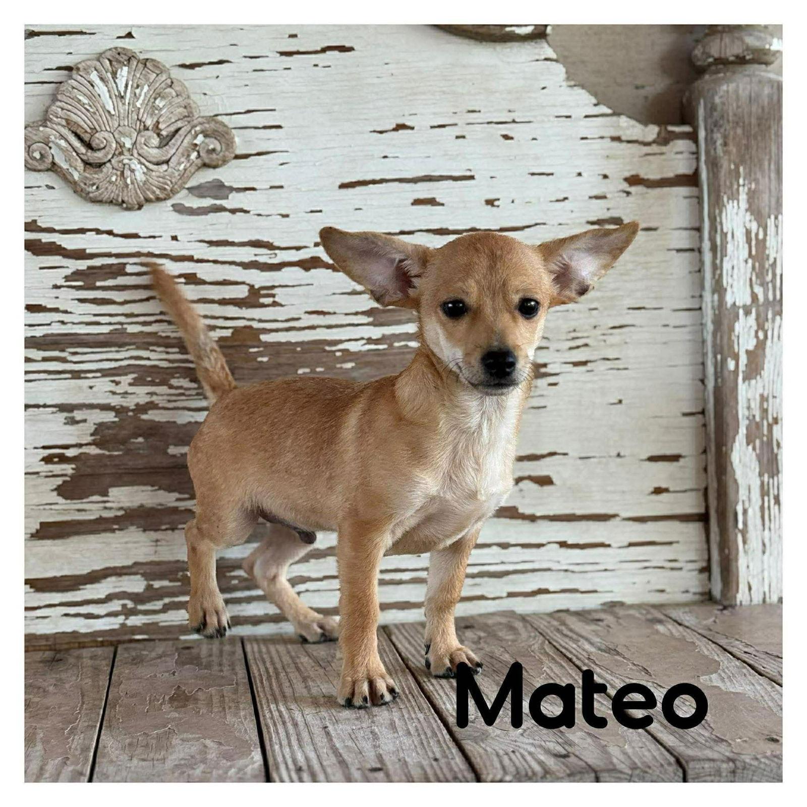 Enlarge Mateo, a Adopted Chihuahua in Lake Hopatcong, NJ image 1/1