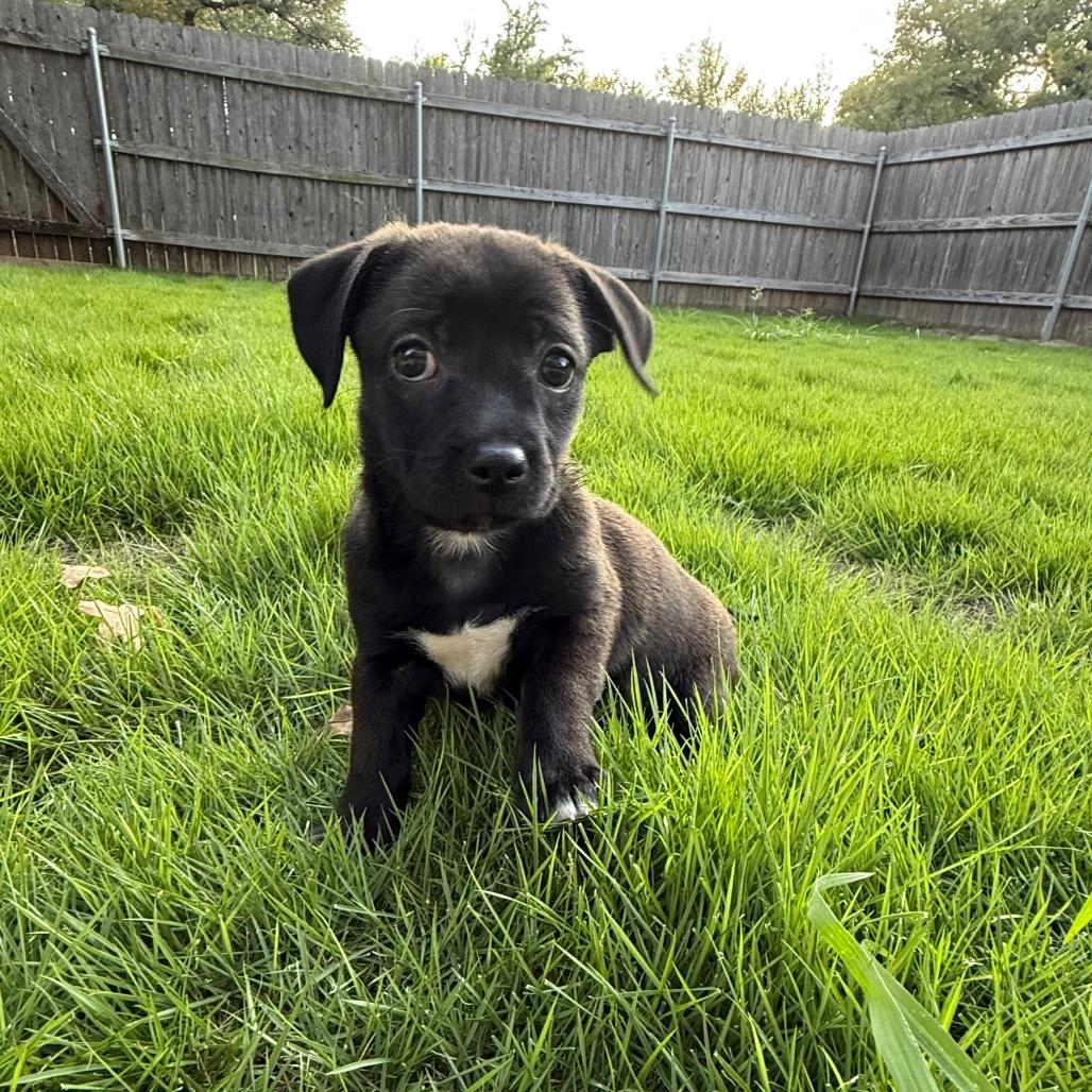 Enlarge Jazz, a Adoptable mixed breed in Cedar Park, TX image 1/6